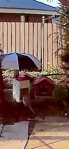 25 Lbs Automatic Dog Feeder for Large Dogs, Dog Food Dispenser customer photo 2