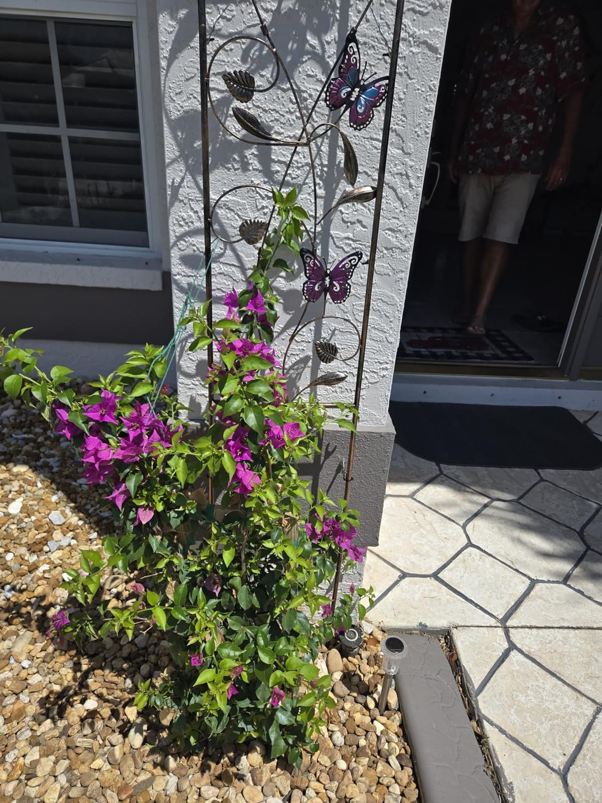 Aboxoo 2-Pack Butterfly Metal Garden Trellis, 60