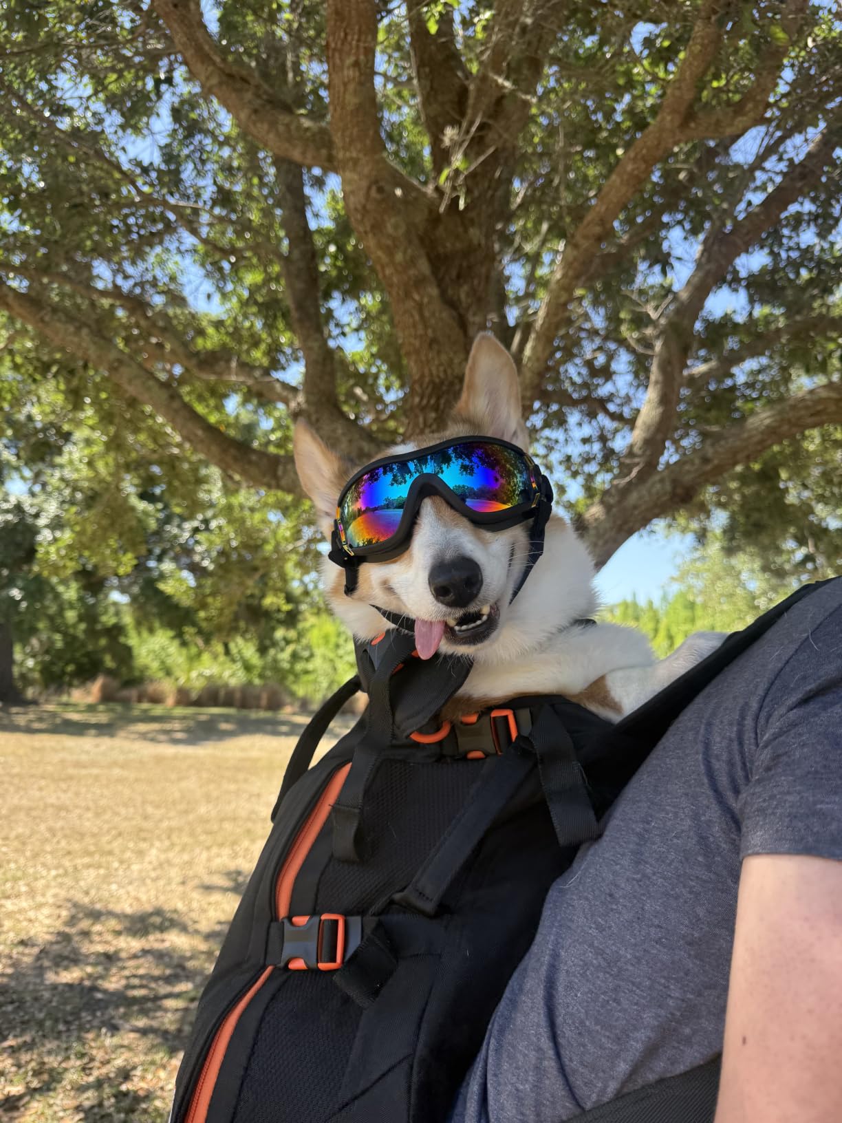 Little Chonk Maxine One Dog Backpack Carrier for Medium Dogs (Black) customer photo 2
