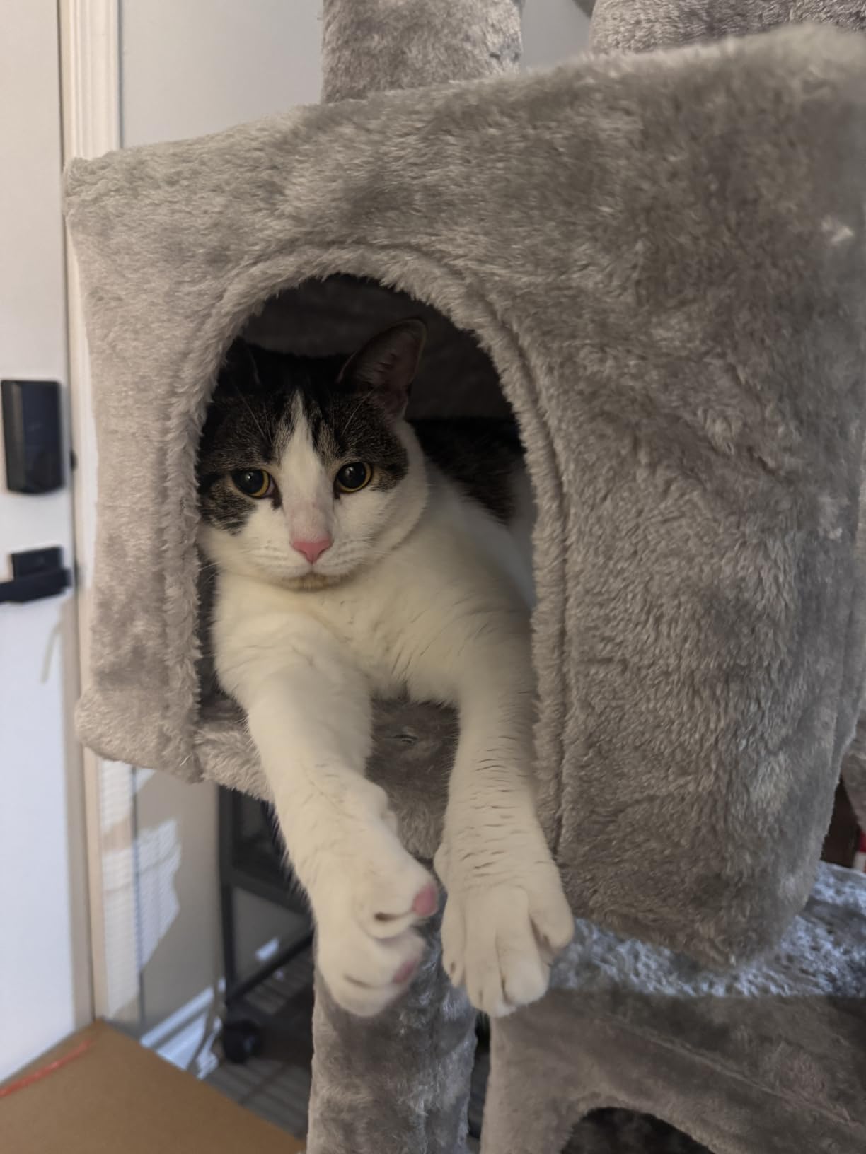 SHA CERLIN 65in Larger Cat Tree Tower Condo for Indoor Kitties/Multi-Level Furniture Activity Center with Wide Base/Cozy Plush Cat Perches/Baskets/Sisal Scratching Posts and Hammock/Grey customer photo 1