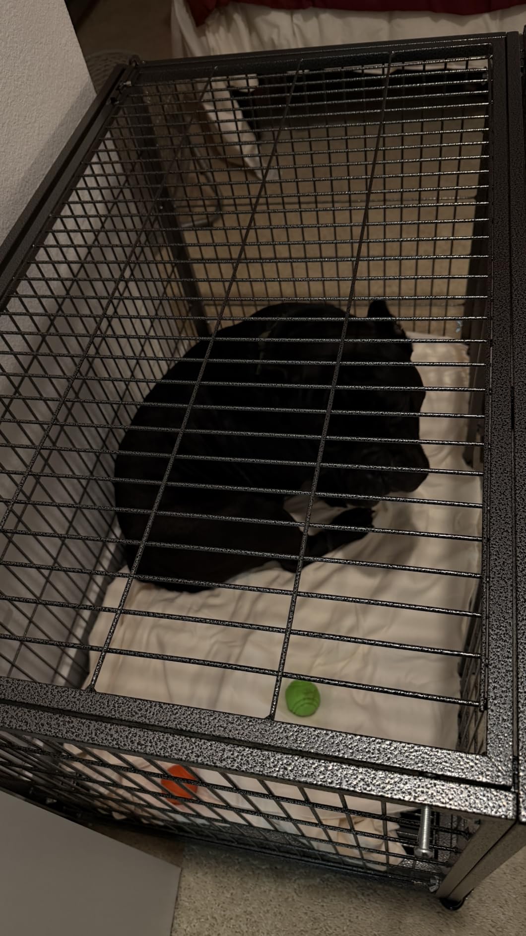 BOLDBONE 54 inch Heavy Duty Indestructible and Escape-Proof Dog Crate Cage Kennel for Large Dogs, High Anxiety Dog Crate with Removable Wire Trays and Wheels, Extra Large XL XXL, Black customer photo 2
