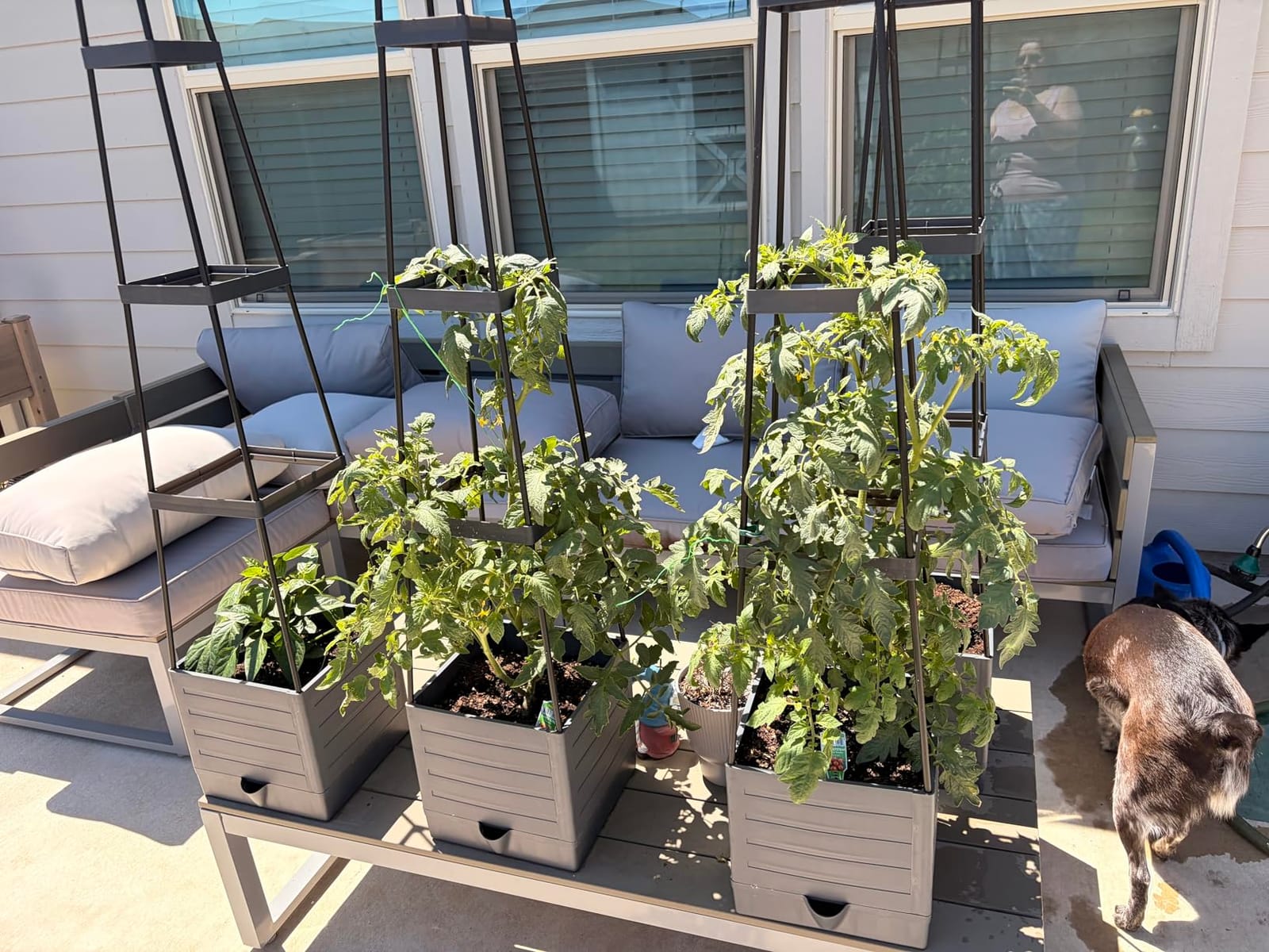 2-Pack Tomato Planter with Trellis, 57