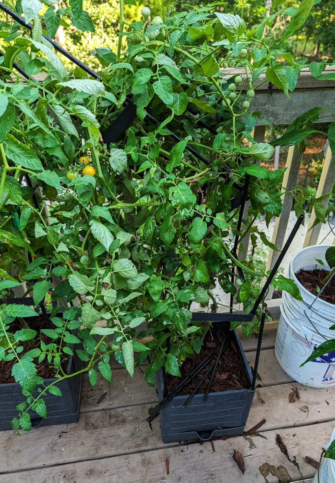 2-Pack Tomato Planter with Trellis, 57