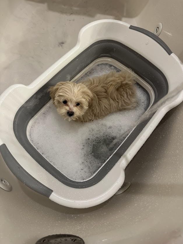 CYGNE Dog Bath Tub with Water Drain Plug, Collapsible Bathtub for Dog Washing and Grooming, Portable Foldable Space Saving Design for Pet Puppy Small Dogs Cats, BPA Free, Gray customer photo 2