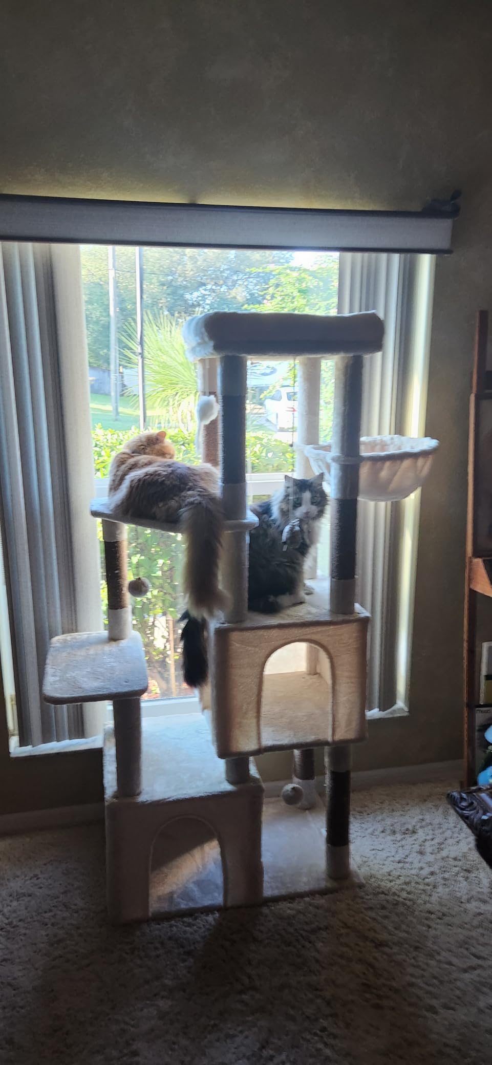 Globlazer Heavy Duty Cat Trees for Big Cats Maine Coon, F61, Light Grey customer photo 1