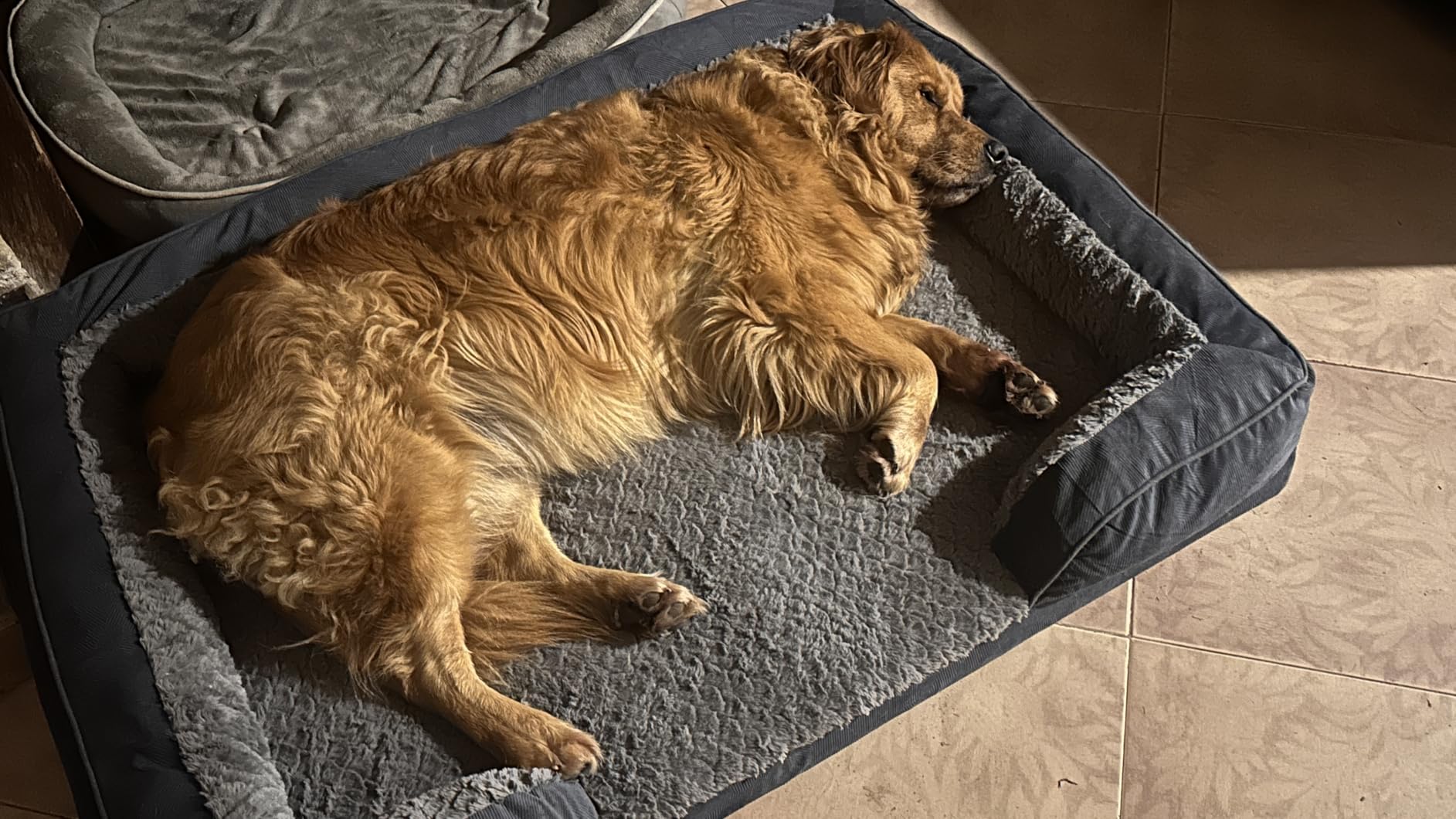 INVENHO Orthopedic Large Dog Bed, Washable Waterproof, Egg-Crate Foam Dog Couch Bed with Washable Removable Cover, Waterproof Lining and Nonskid Bottom customer photo 2