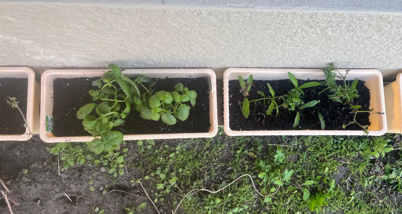 Oliz Window Box Planter 8 Pcs, 17 Inches Rectangle Flower Pots with Drainage Holes & Trays, Vegetable Planters for Windowsill Patio Garden Balcony Home Indoor Outdoor (White, 16 * 7 * 6 inch) customer photo 1