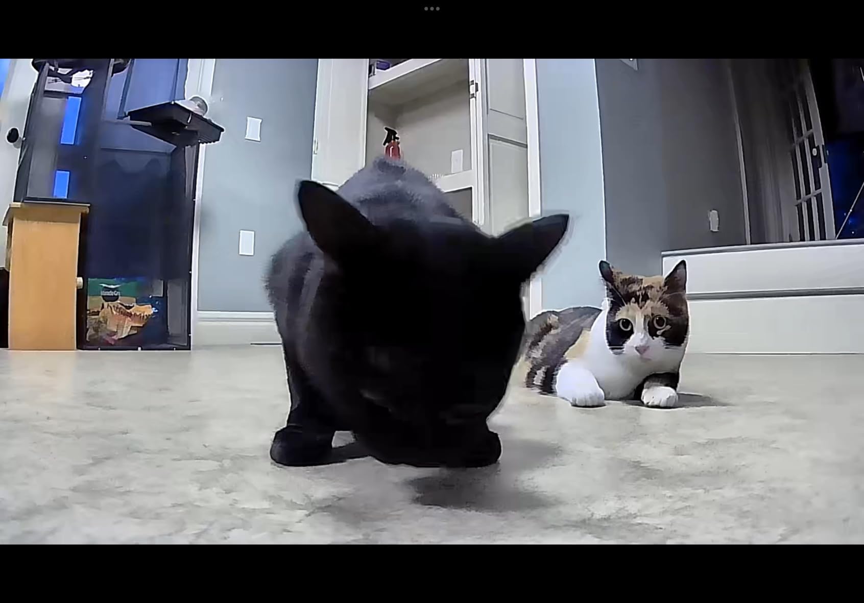 Pet Camera Robot with Treat Dispenser & Laser, Moving Cat Robot Camera for Dogs and Cats with Two-Way Audio, App Remote Control, Auto Recharge, 1080P Night Vision - BQ70 customer photo 1