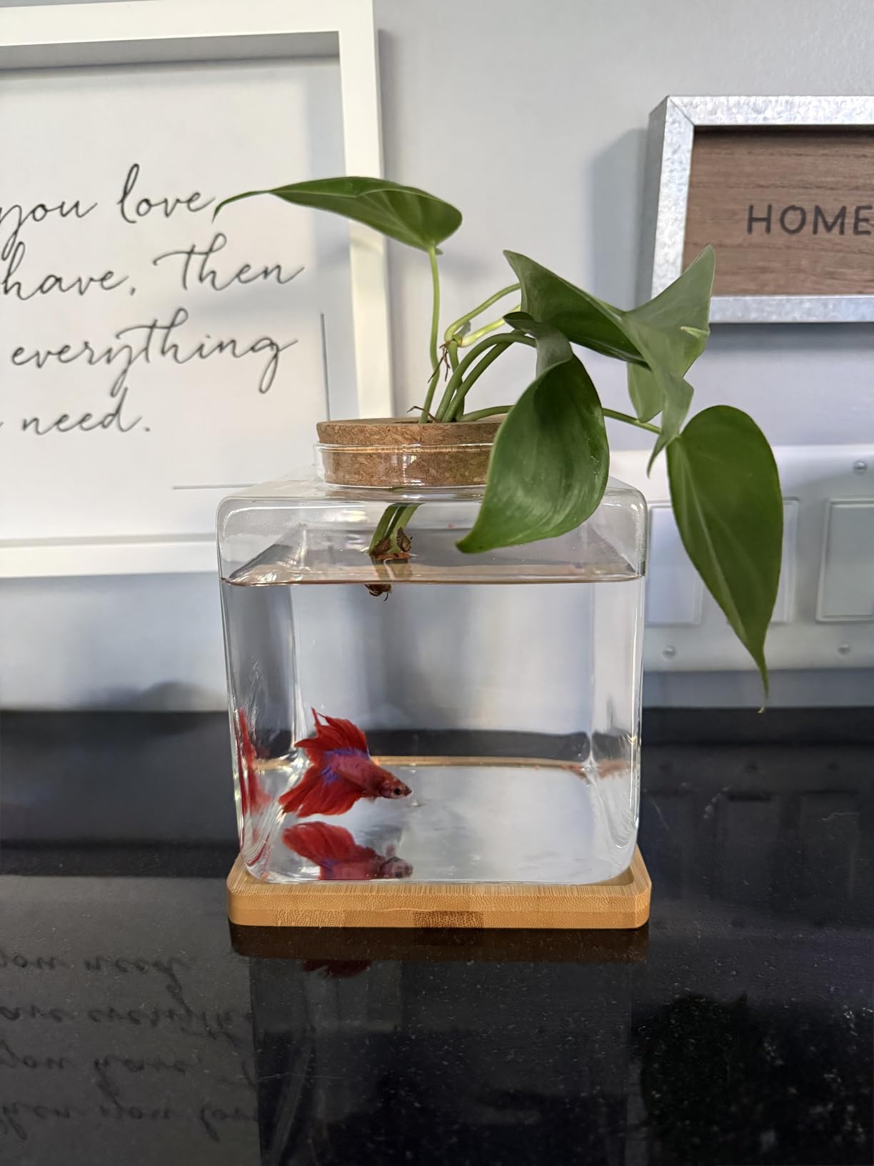 Desktop Betta Fish Bowl Glass with Wood Lid and Bamboo Stand Small Fish Bowl Hydroponic Plant Terrarium Aquarium Starter Kit 0.5 Gallon customer photo 1