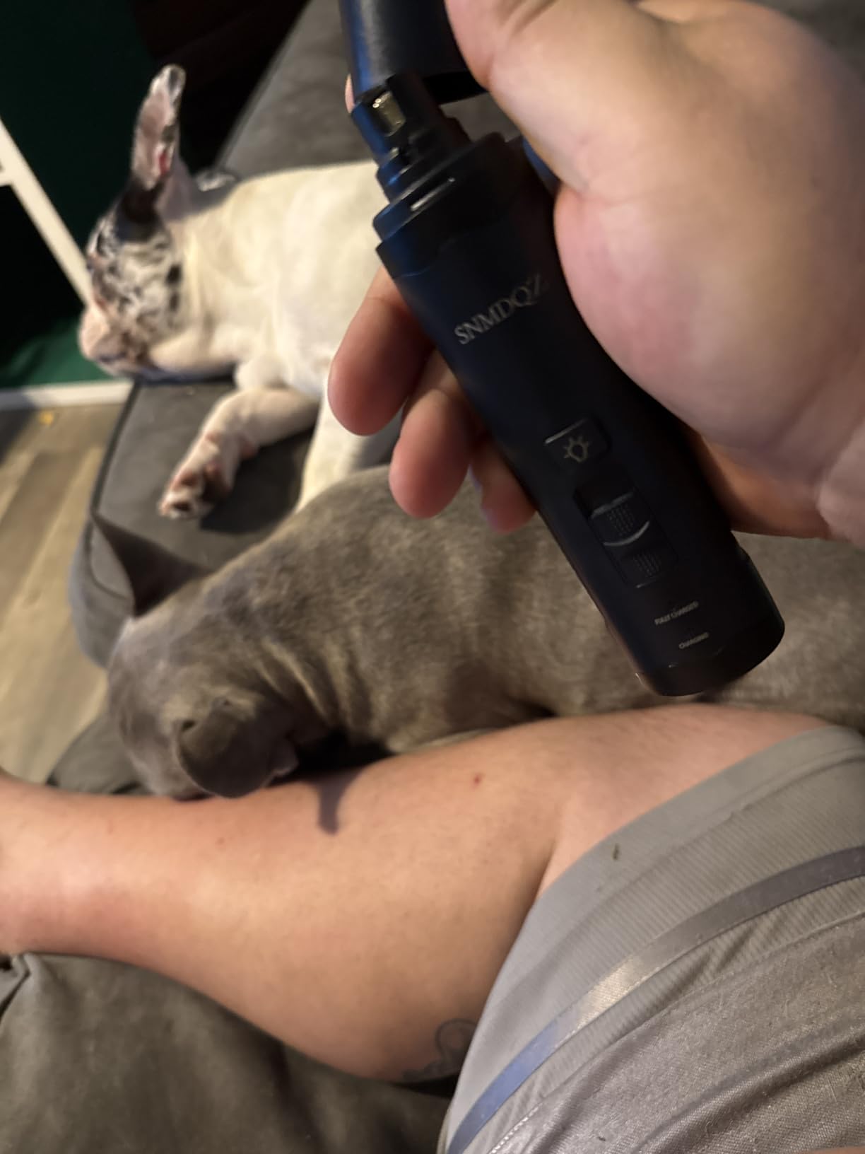 Dog Nail Grinder, Dog Nail Trimmers, and Clippers Kit with 2 LED Lights. Super Quiet Electric Pet Nail Grinder, Rechargeable, for Small, Medium, and Large Dogs & Cats, 2 Diamond Grinding Wheels. customer photo 2