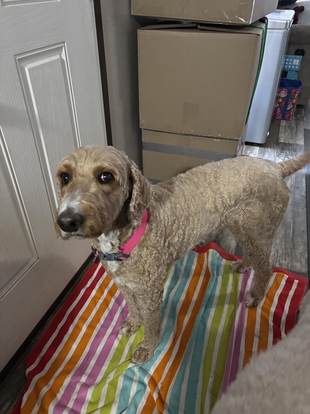 Professional Dog Clippers for Grooming Thick Curly Matted Coats customer photo 1
