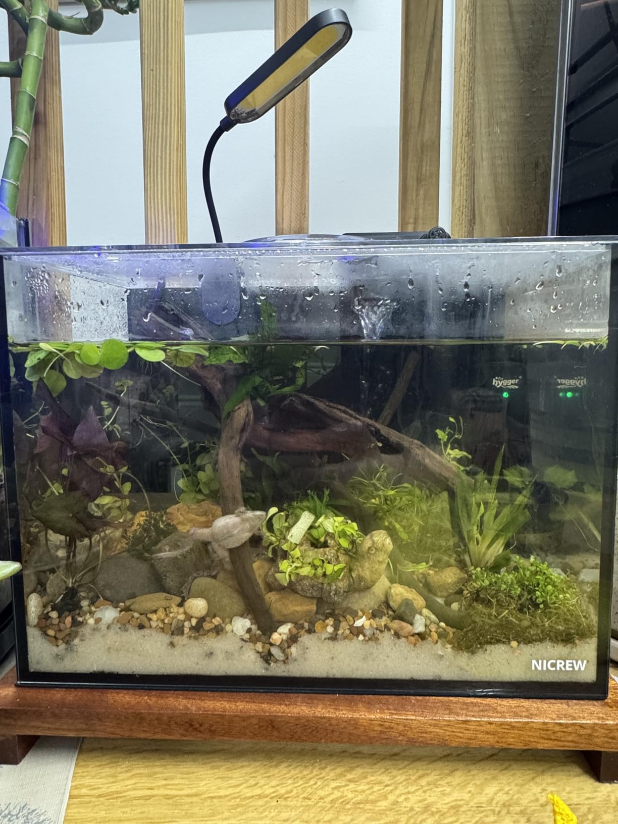 NICREW 2.5 Gallon Nano Nature Aquarium Kit Betta Fish Tank, Basic, Black customer photo 2