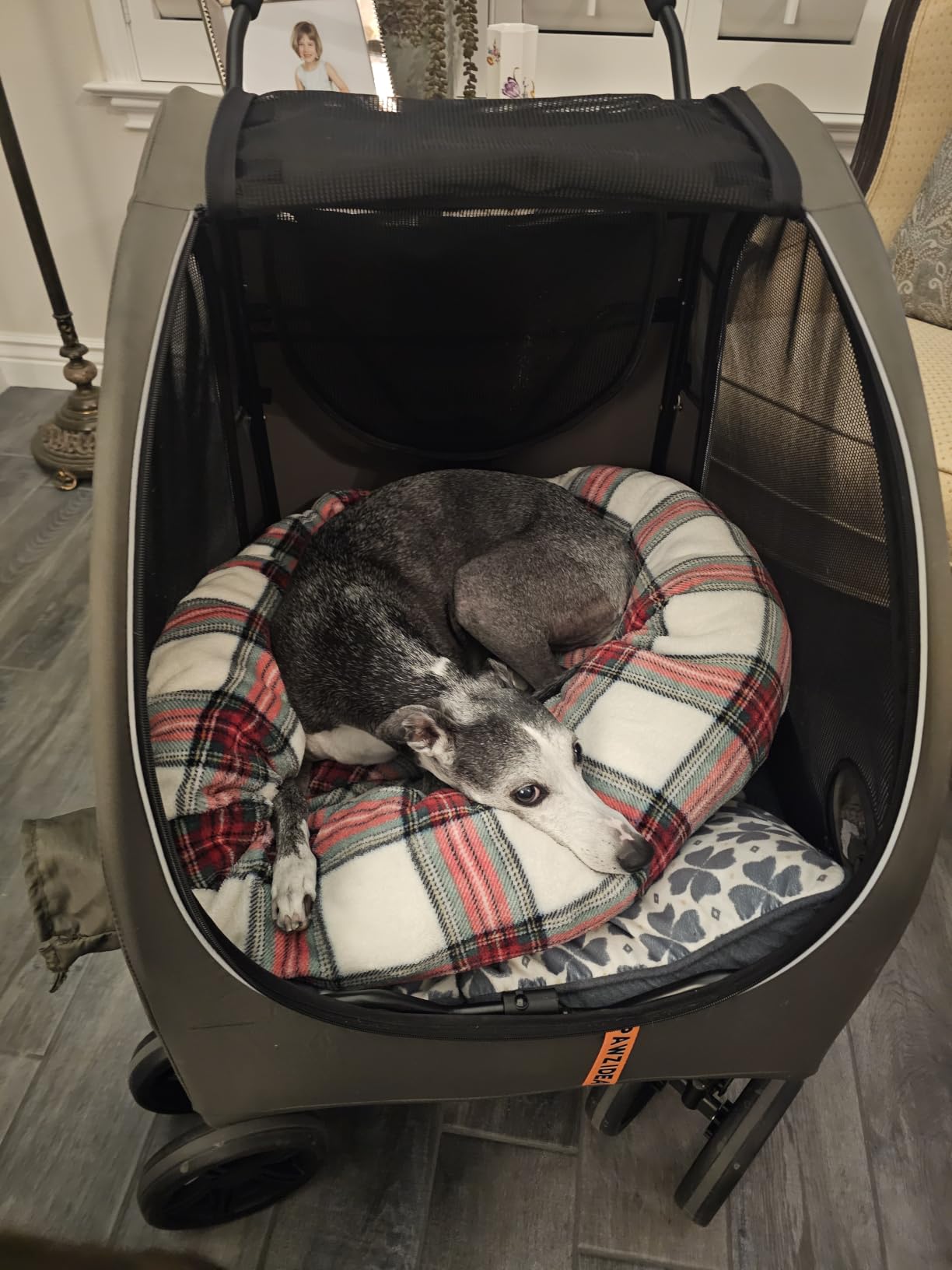 PAWZIDEA 3-in-1 Large Dog Stroller with Detachable Carrier, 45% Extra Tall customer photo 1