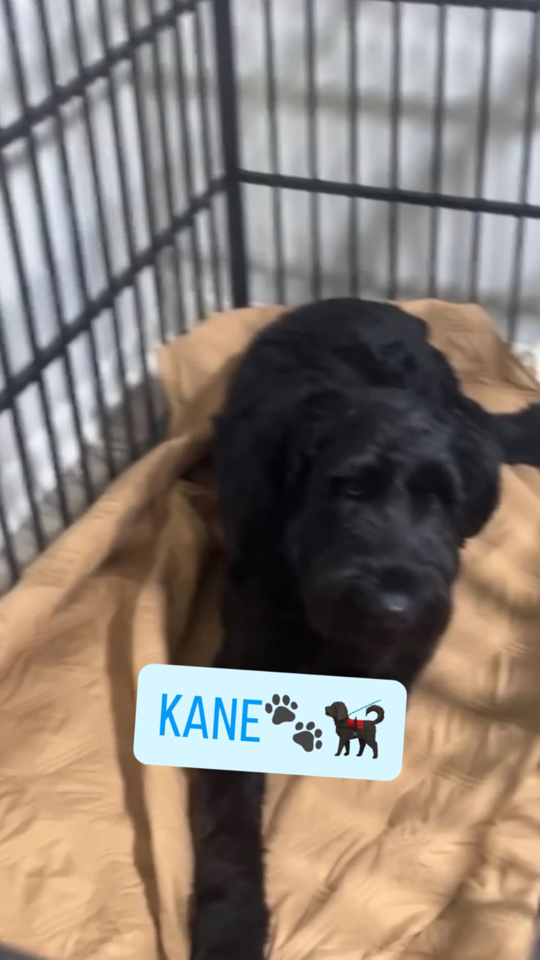 Heavy Duty Dog Crate 54 Inch Dog Pet Cage Kennel with Mat Escape Proof with Roof Top Open 4 Wheels 2 Doors Removable Trays for High Anxiety Extra Large XL XXL Dogs Breeds Great Dane Mastiff Bernard customer photo 1