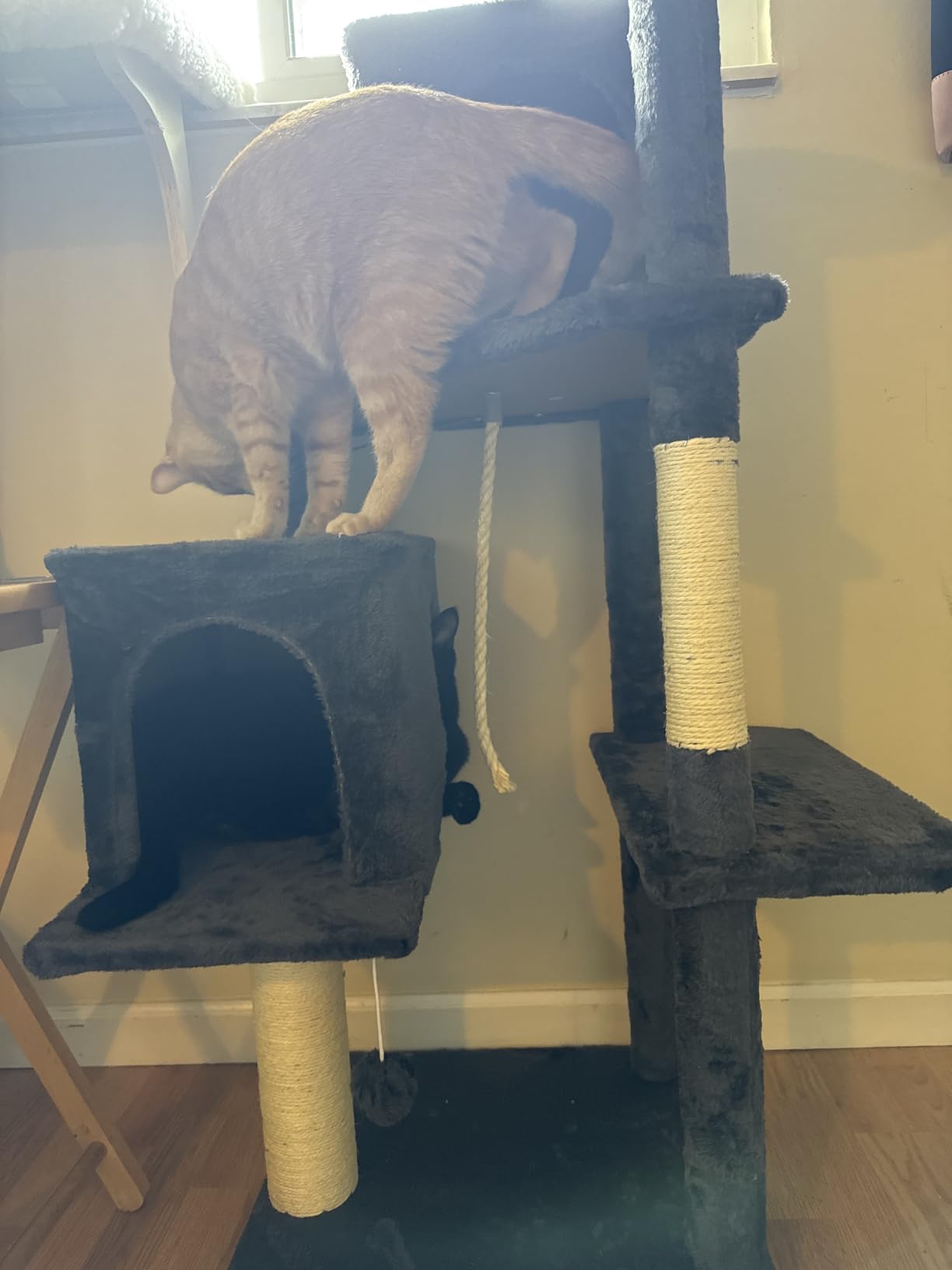 58.5inch Large Cat Tree Tower Condo for Indoor Cats, Soft Plush Multi-Level Climbing Tree Cat House with Cat Cave, Scratching Post, More Entrance/Exit, Sisal Rope, Grey Black customer photo 1