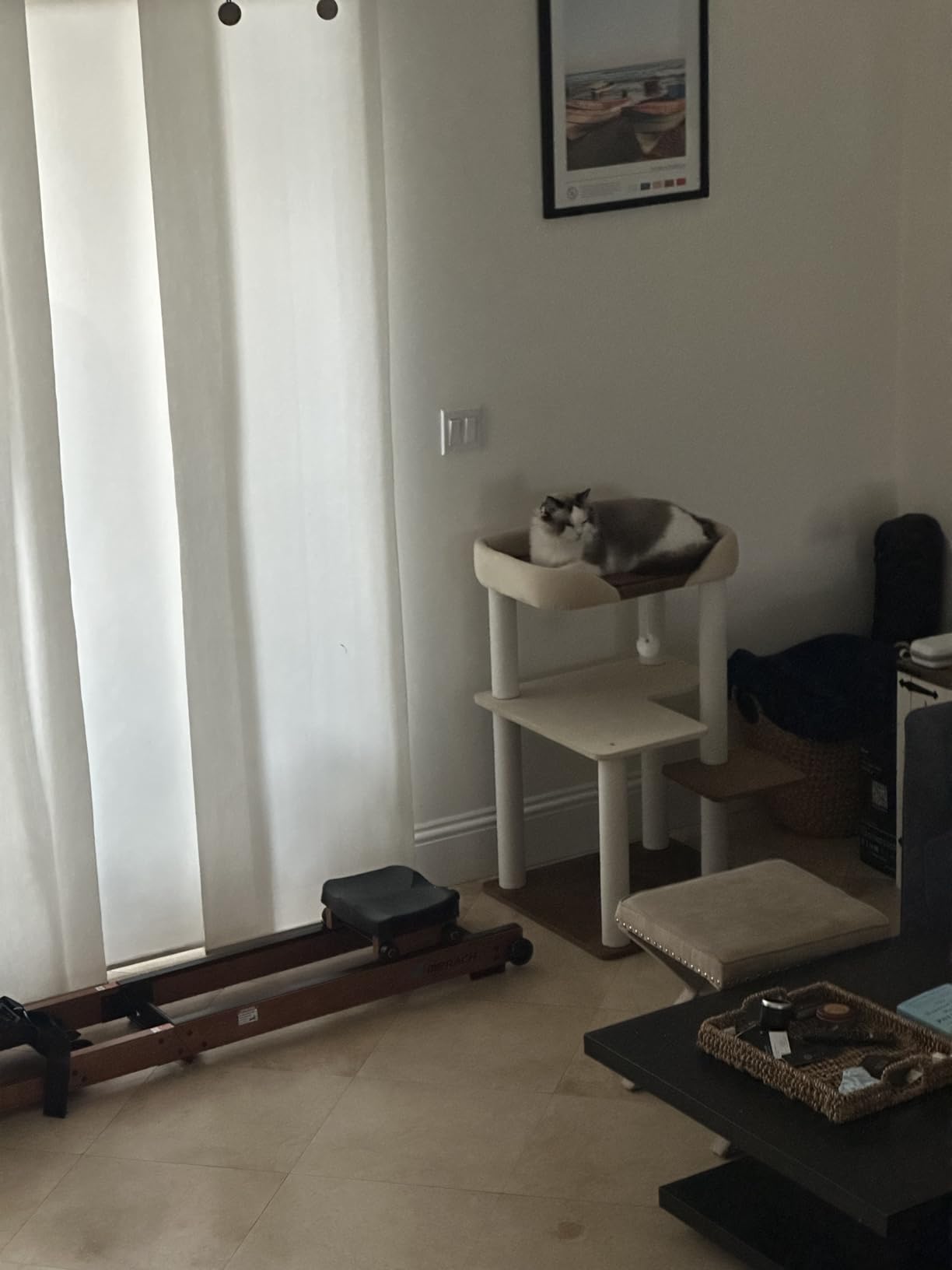 Cat Tree for Large Cats Modern Senior Friendly Wide Shelves 37.4'' customer photo 1