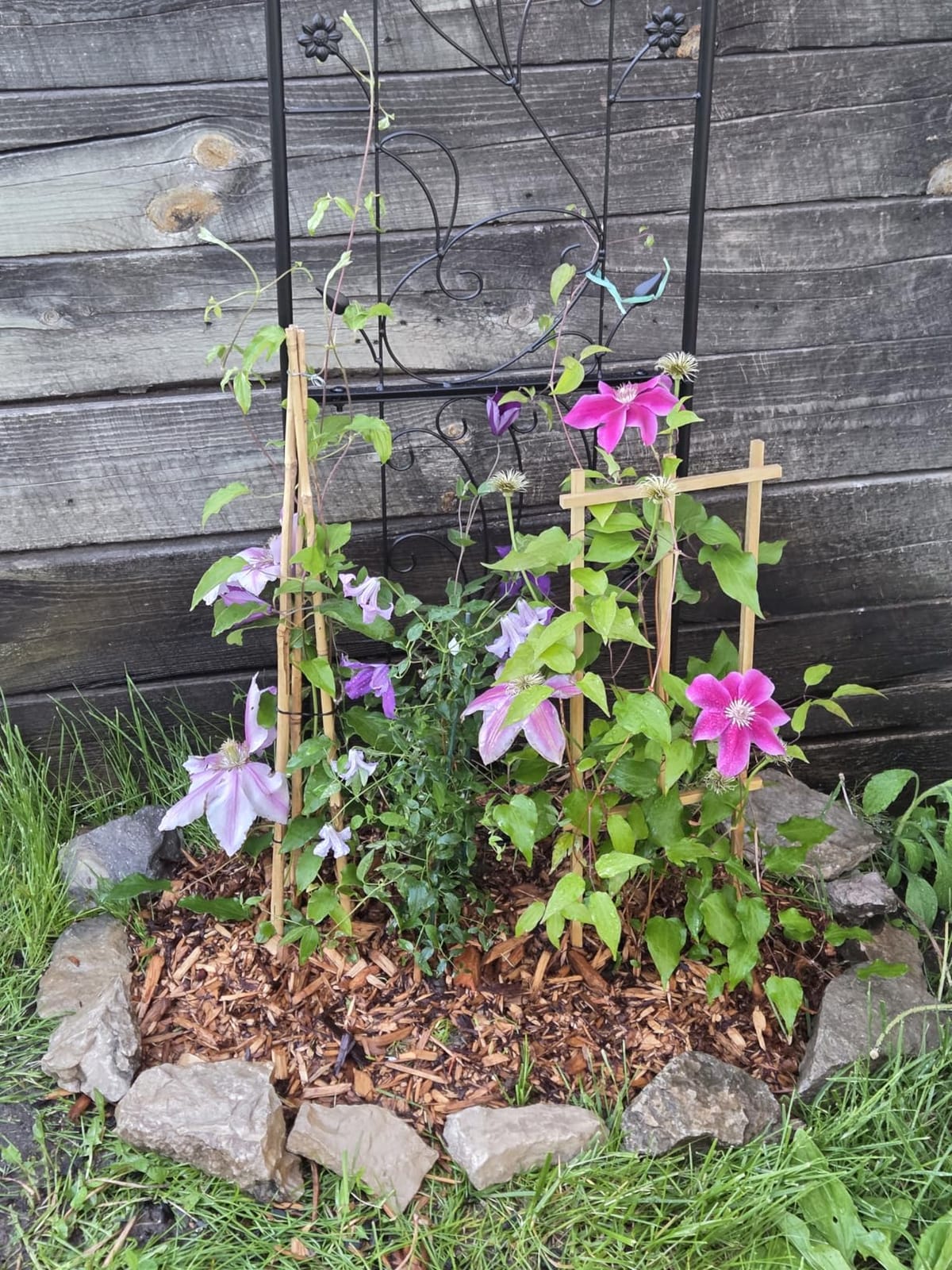 VEVOR 60 x 15 in, Rustproof Metal Garden Flower Trellis, Outdoor Climbing Rose & Cucumber Support, Decorative Tall Clematis Trellis for Courtyards & Lawns customer photo 2