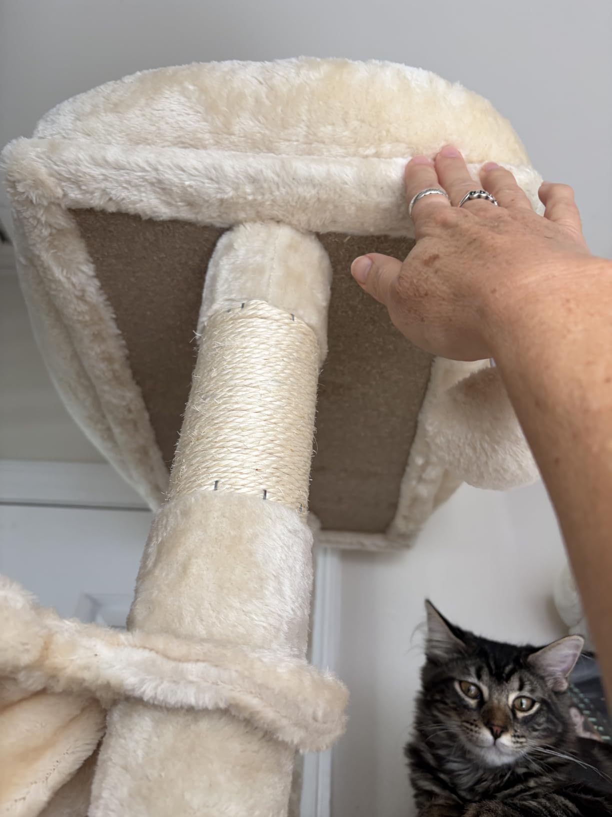 SHA CERLIN 81in Multi-Level Tall Cat Tree Tower for Indoor Kitties/Larger Cat Condo Furniture with Hammock/Cozy Pussycat Perches/Sisal Scratching Posts/Pet House/Wide Base/Dark Grey customer photo 2