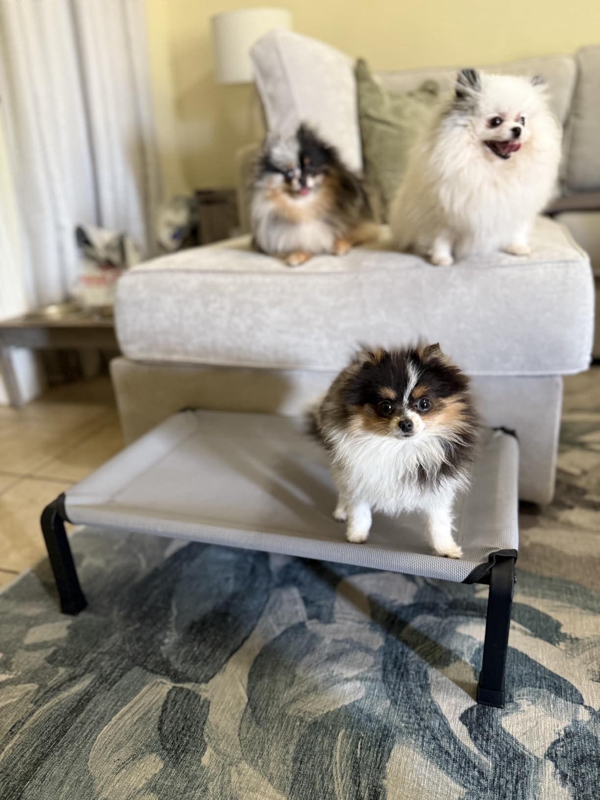 Heeyoo Elevated Dog Bed, Cooling Raised Pet Cot with Chew Proof Mesh Fabric and Steel Frame, Portable Dog Cot Bed with No-Slip Rubber Feet, 26 in customer photo 2