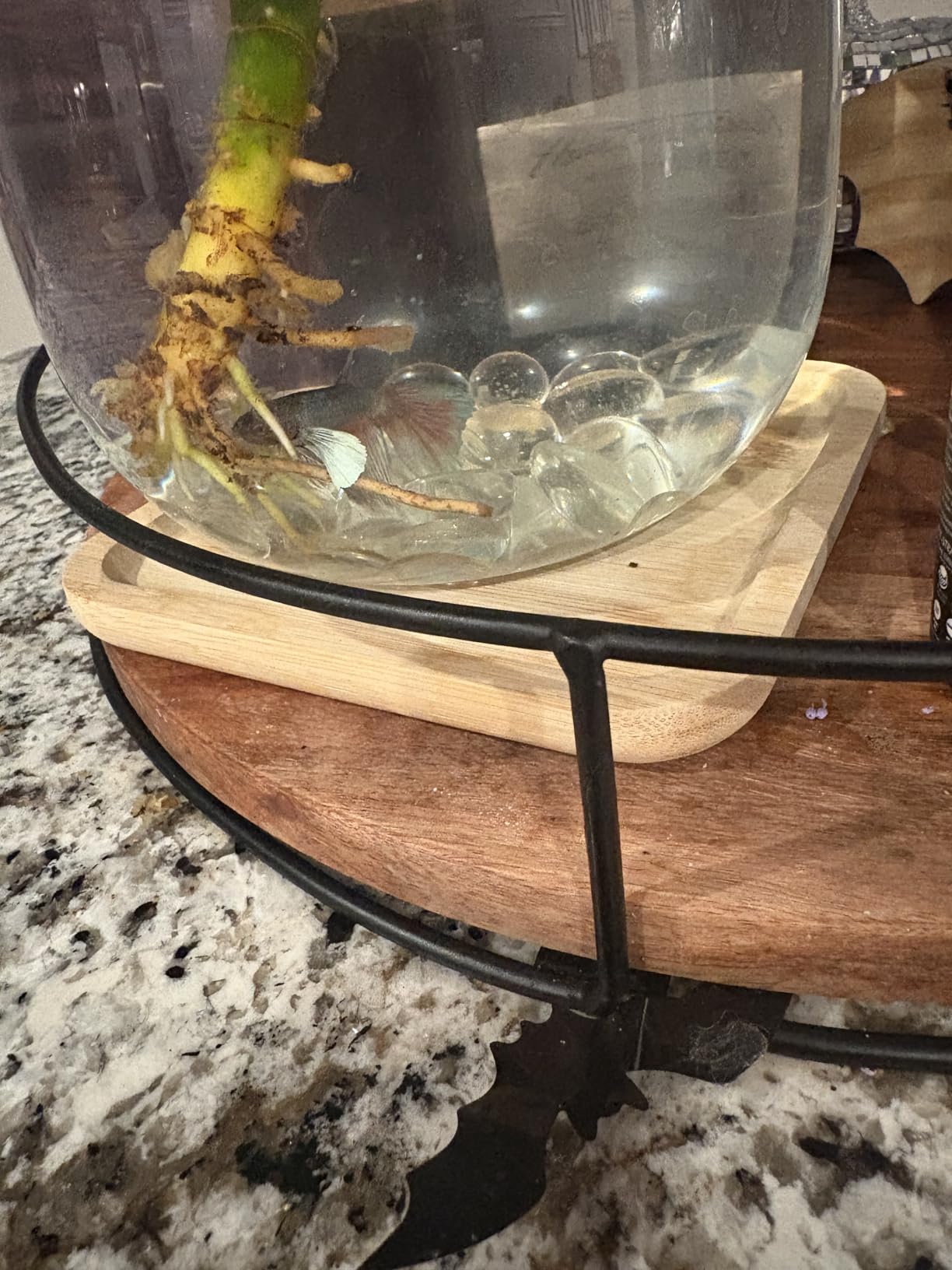 Betta Fish Bowl Glass Small Fish Tank with Bamboo Stand, Plant Propagation Station Hydroponic Terrarium with Lid beta Fish Aquariums 0.6 Gallon customer photo 2