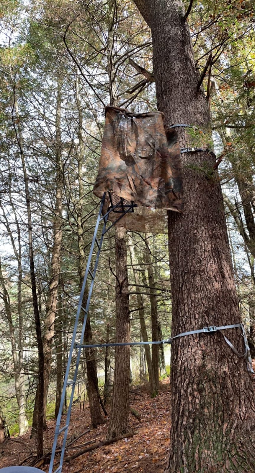 Guide Gear 16.5' 2-Man Ladder Tree Stand for Hunting Elevated Climbing Seat Hunting Gear Equipment Accessories customer photo 2