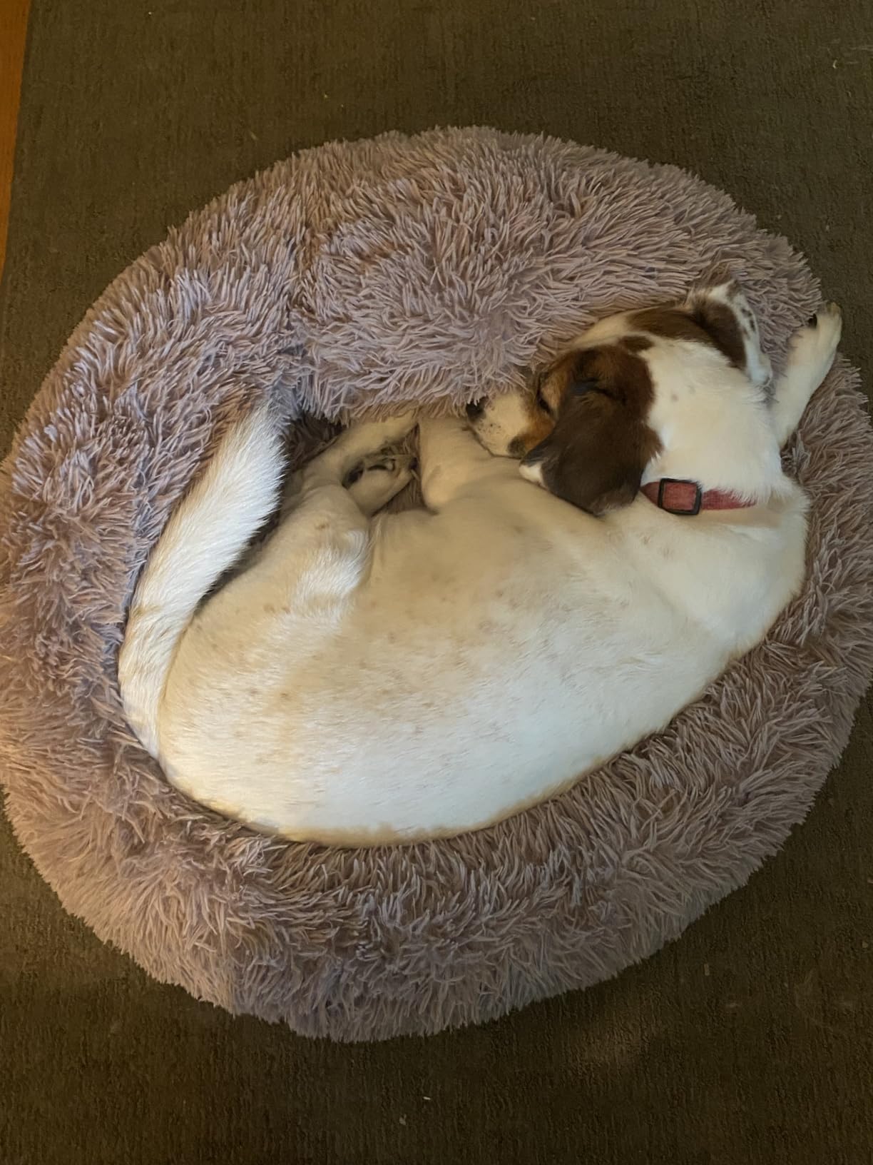 PetJett Calming Medium Dog Bed - 30'' Round Dog Beds - Washable Dog Bed - Anti-Slip Super Soft Fluffy Plush Donut Bed, Anti-Anxiety Premium Comfort Pet Bed, Fits Dogs up to 45 lbs - Beige customer photo 1