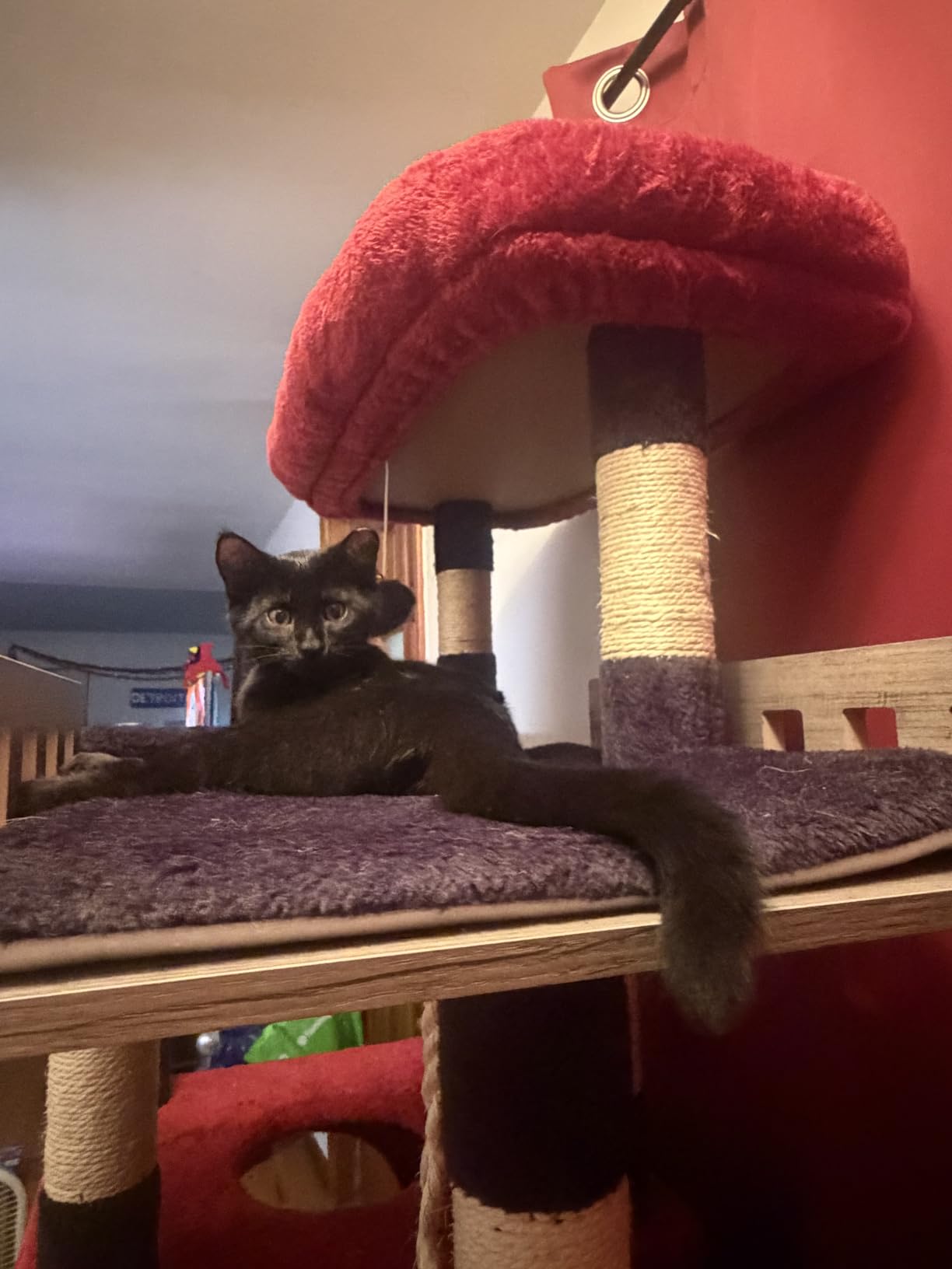 Gitelsnour Maine Coon Cat Tree, Heavy Duty Cat Tower for 20 lbs+, GCT033W customer photo 2