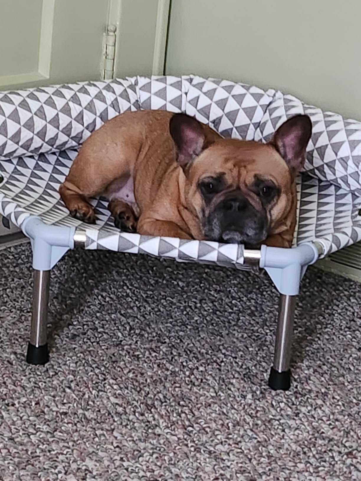 Orthopedic Dog Beds for Large Dogs,U-Shaped Bolster ,Up to 130 lbs customer photo 2