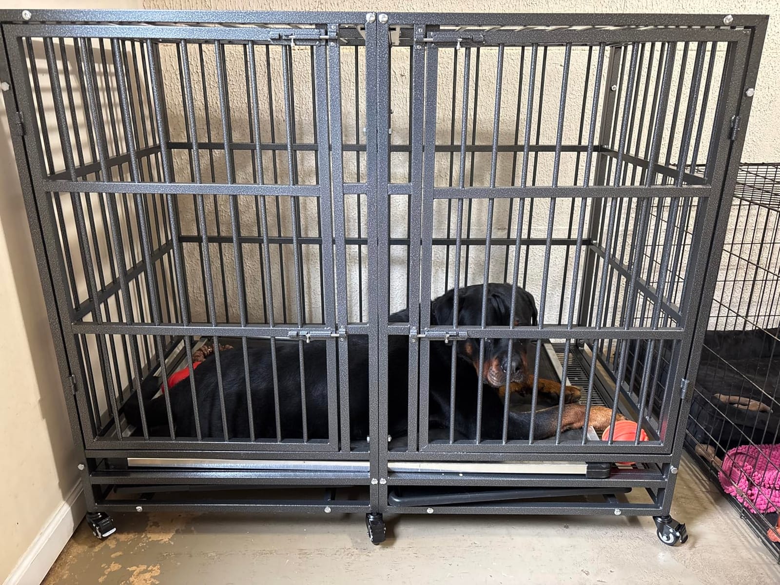 BOLDBONE 54 inch Heavy Duty Indestructible and Escape-Proof Dog Crate Cage Kennel with Divider for 2 Large Dogs, High Anxiety Dog Crate with Removable Wires Trays and Wheels, Extra Large XL XXL customer photo 1