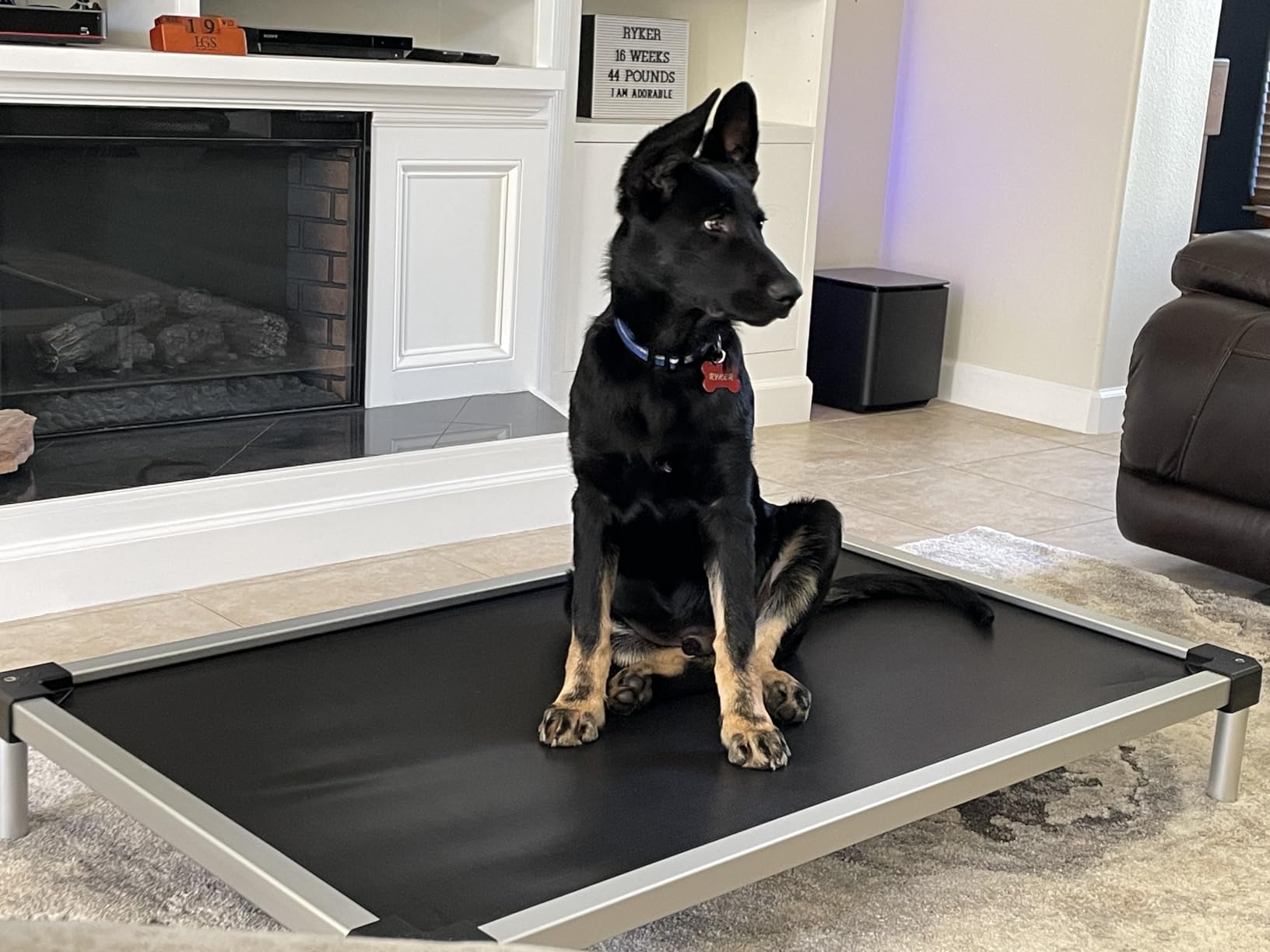 FXW TitanNest Cooling Chew-Proof Elevated Dog Bed for Large Dogs customer photo 2