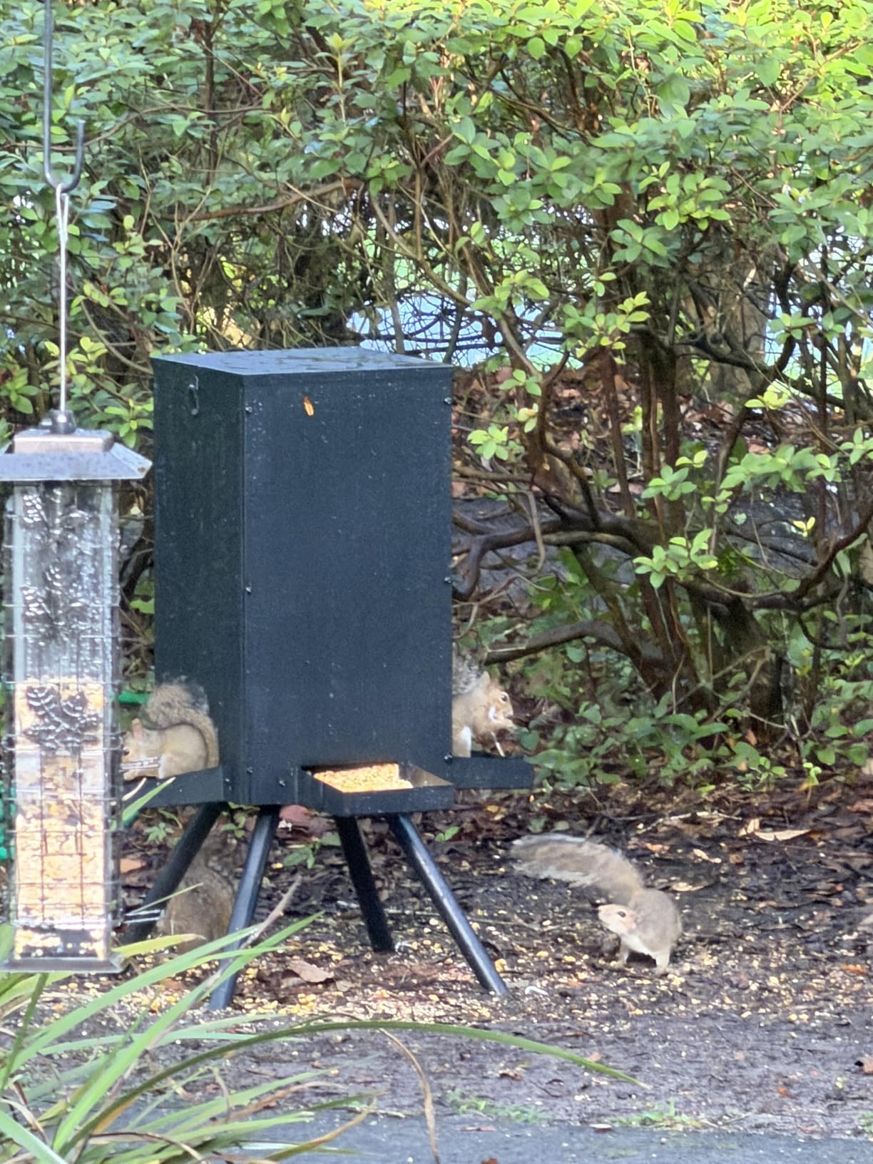 PROLEE 85lbs Deer Feeder, Weatherproof Deer Feeders with 4 Feeding Tray and 4-Leg Stand, Heavy Duty Metal Gravity Feeder for Deers and Wildlife (Black) customer photo 1