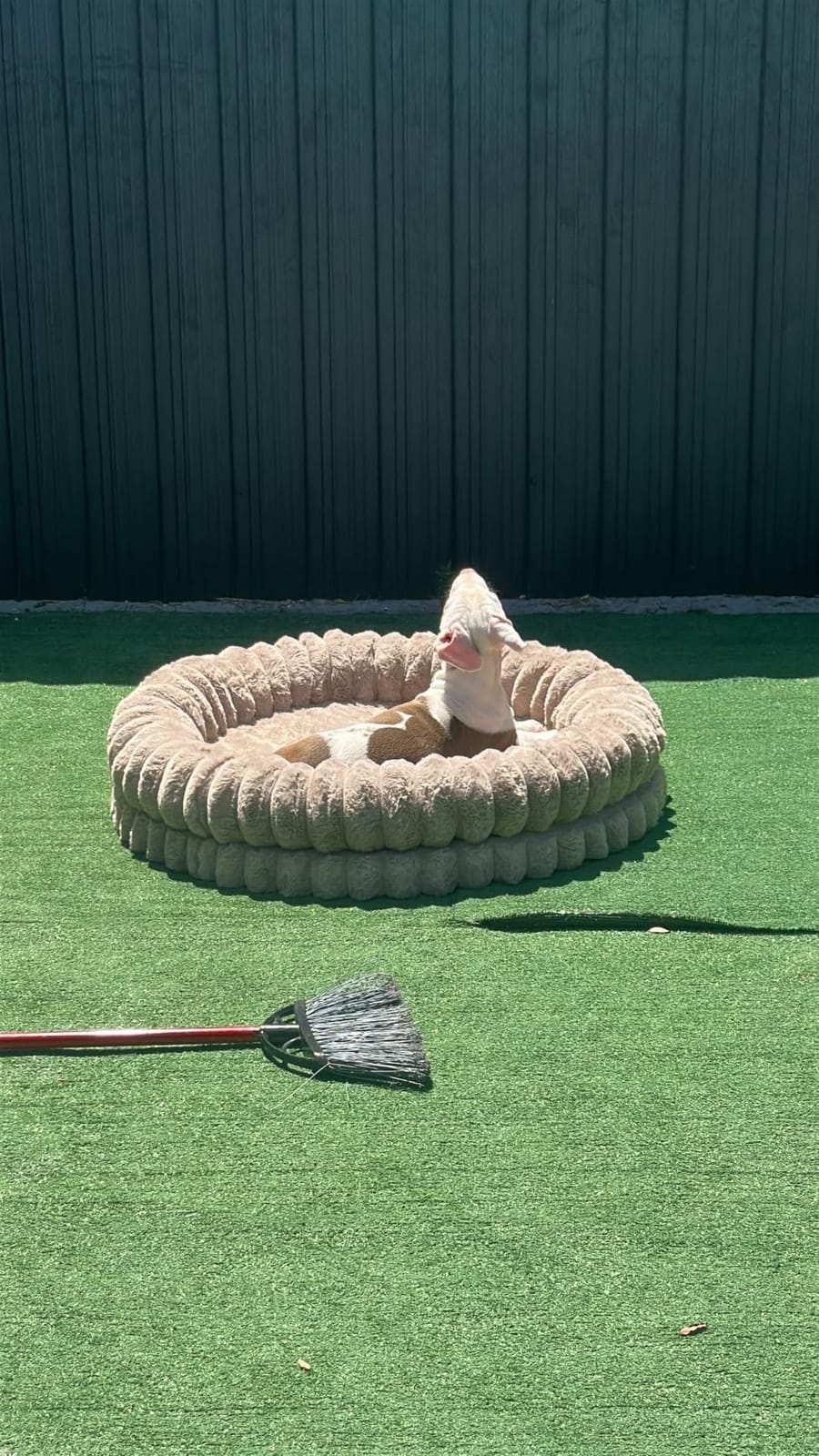 BALANCE Luxury Donut Dog Bed, 43 Inches Round Dog Beds Large Sized Dogs Washable, Orthopedic Calming Dogs Bed for Pets with Anti-Slip Bottom, Oatmeal customer photo 1