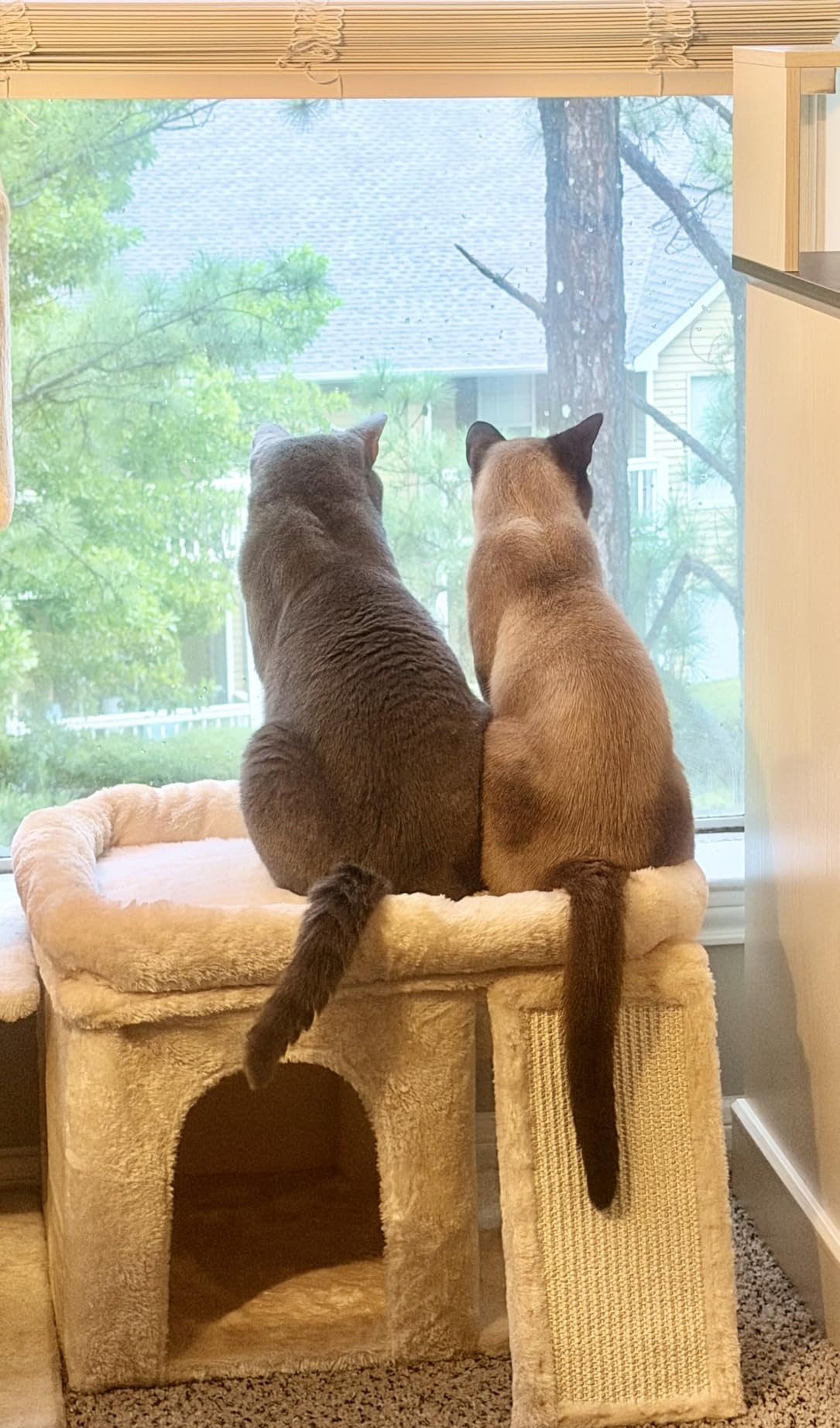 Aechonow XL Cat Tree Tower for Large Adult Cats 20 lbs+, 23x15.7 Perch Bed customer photo 2