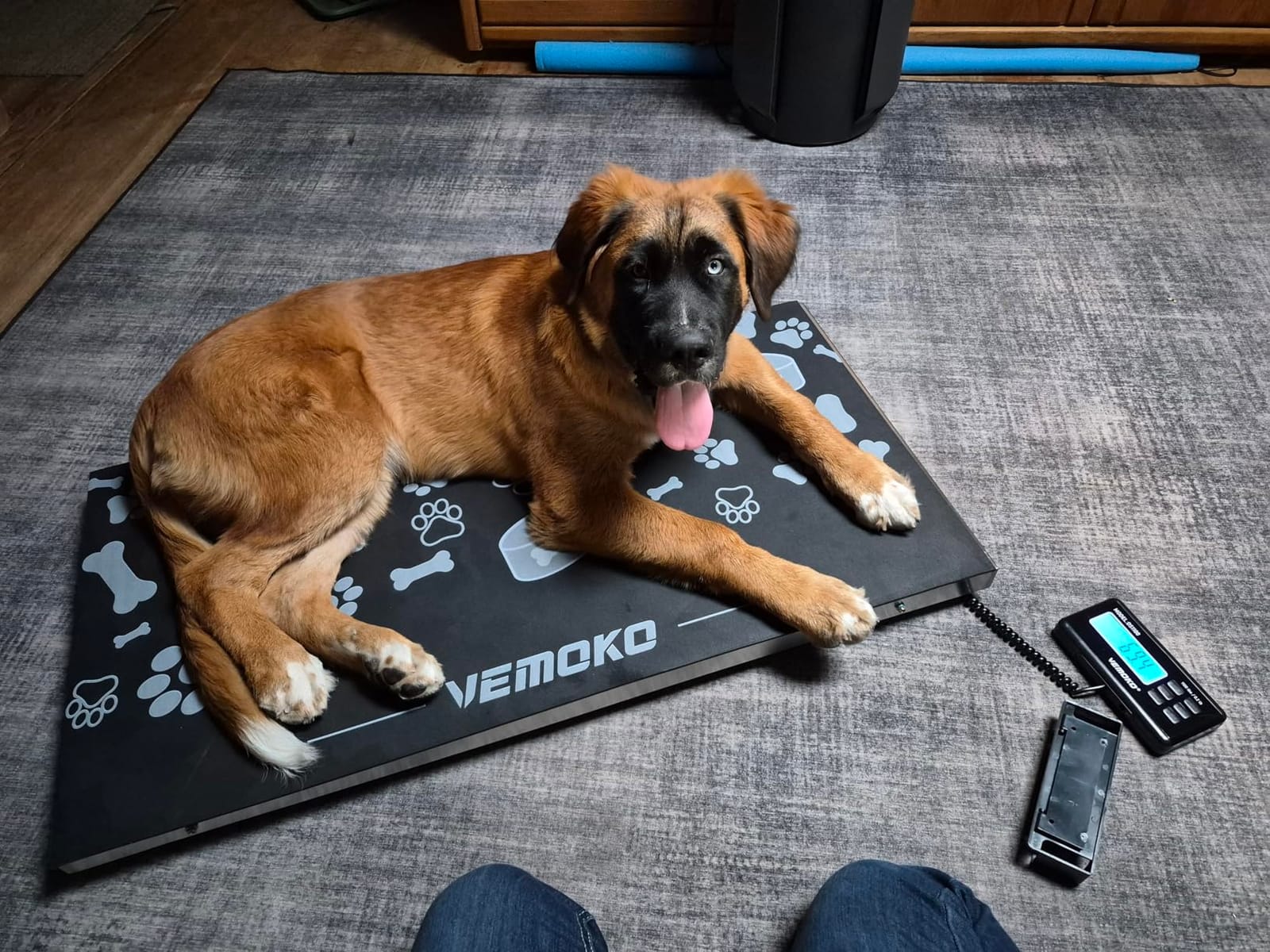 Precision Livestock Scale,1100lb×0.2lb Large Dog Scale (40.5