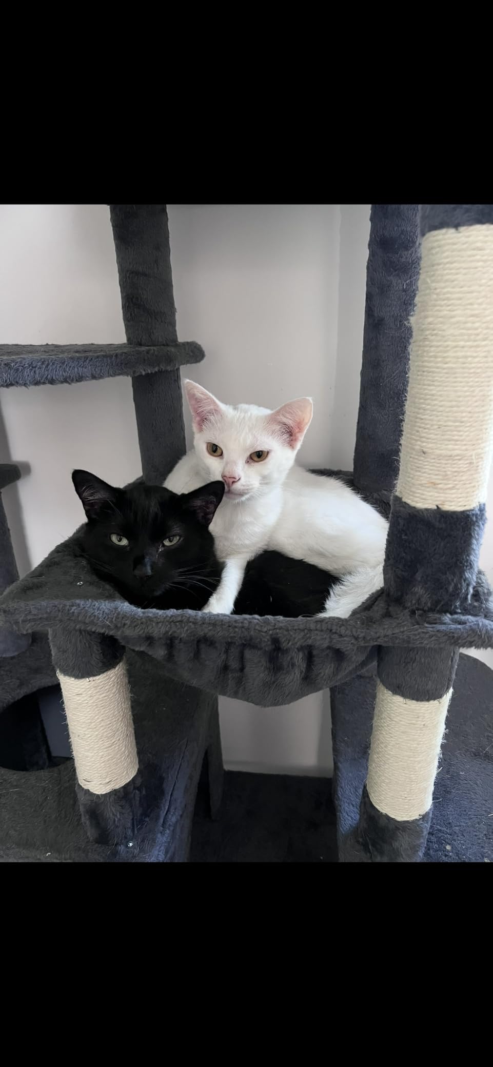 Heybly Cat Tree, 76-Inch Tall Heavy Duty Cat Tower for Big Cats HCT039G customer photo 1