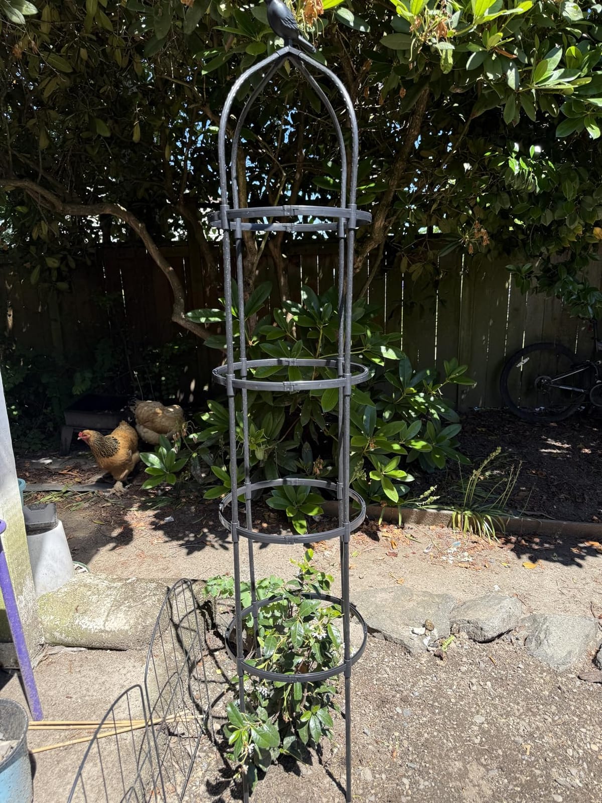 4 Pack Garden Obelisk Trellis for Climbing Plants Outdoor, 6FT Adjustable Metal Plant Support with 3 Decorative Tops, Black Rustproof Trellis for Roses, Tomatoes, Clematis & Vines customer photo 1