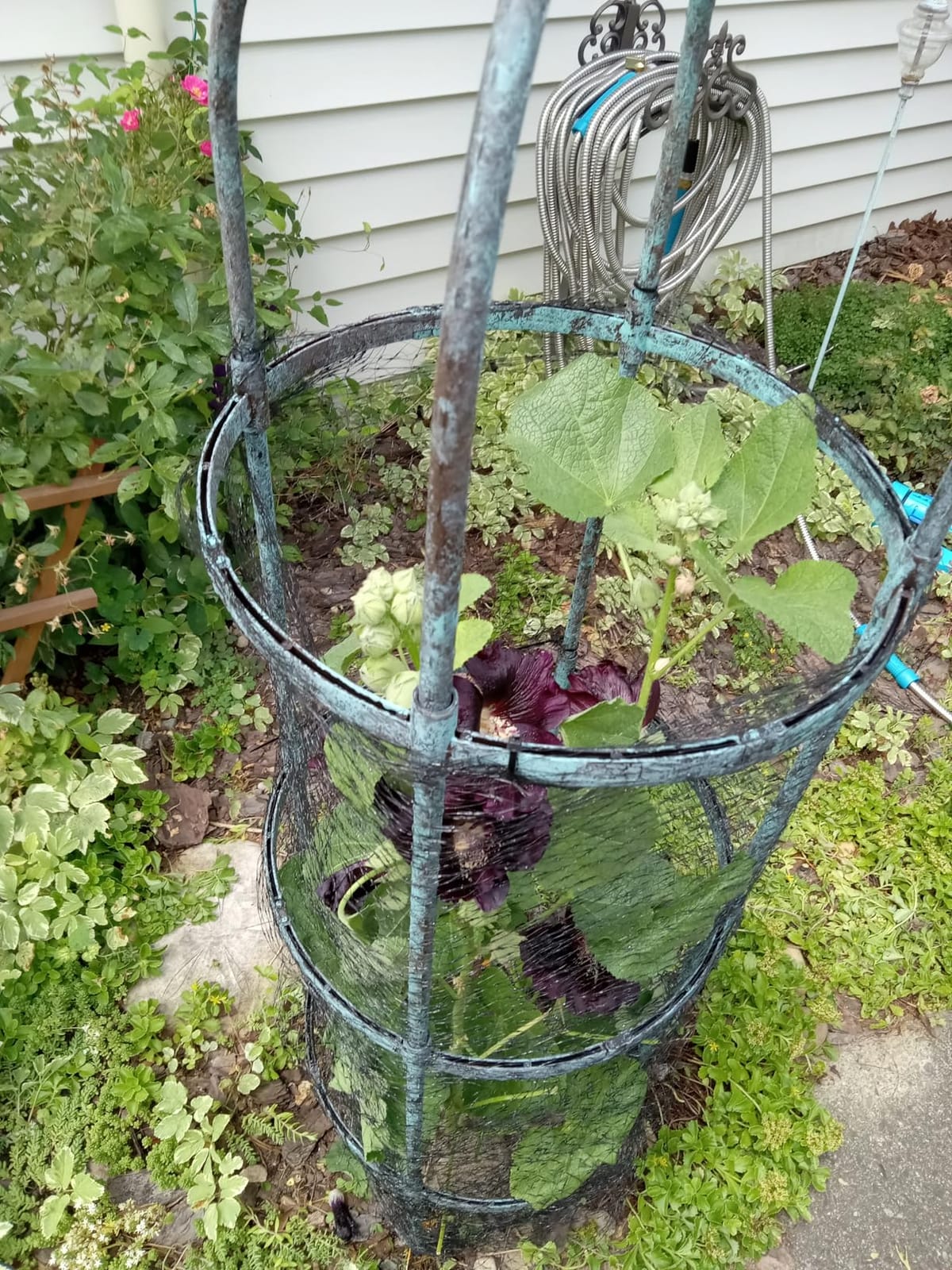 4 Pack Garden Obelisk Trellis for Climbing Plants Outdoor, 6FT Adjustable Metal Plant Support with 3 Decorative Tops, Black Rustproof Trellis for Roses, Tomatoes, Clematis & Vines customer photo 2