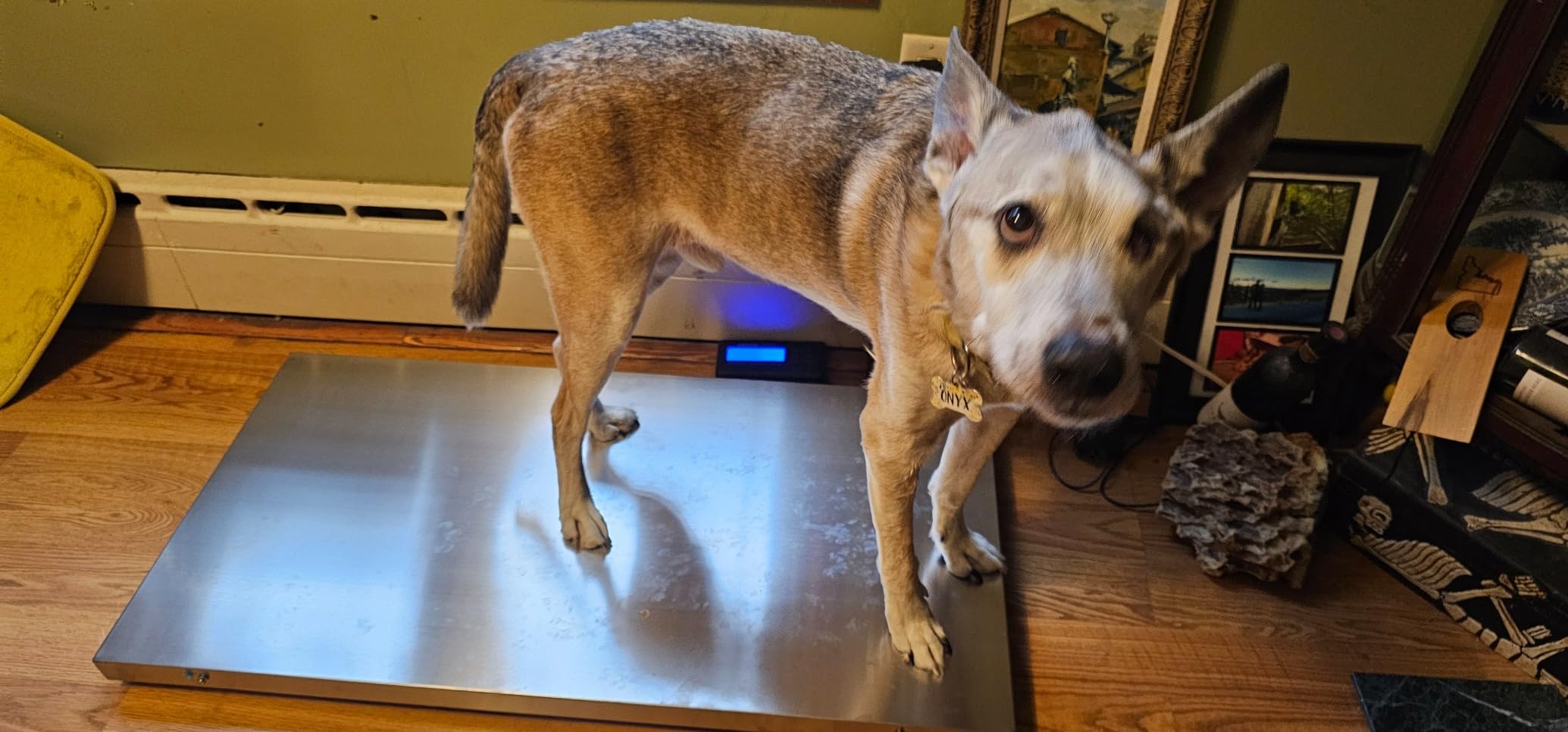 VEVOR 1100Lbs x 0.2Lbs Digital Livestock Scale Large Pet Vet Scale Stainless Steel Platform Electronic Postal Shipping Scale Heavy Duty Large Dog Hog Sheep Goat Pig Sheep Scal customer photo 1