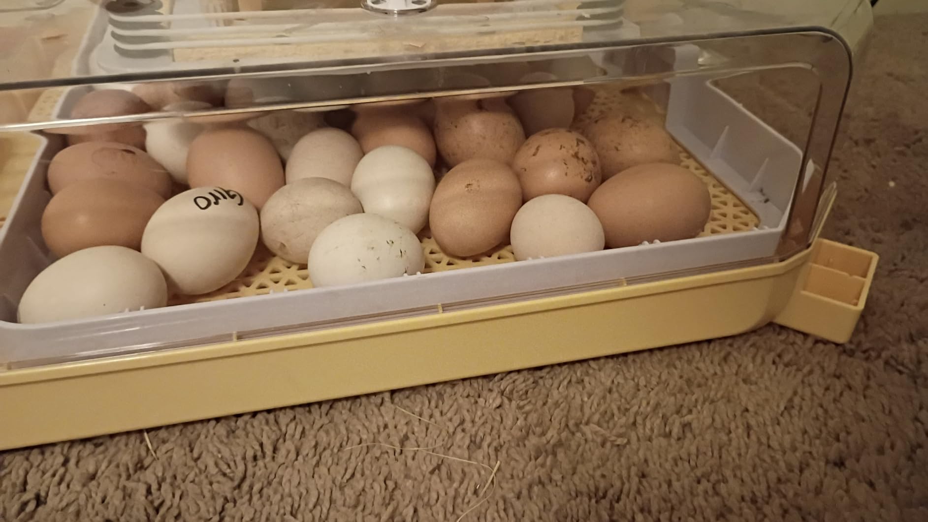 VEVOR 400 Egg Incubator, Poultry Incubator Cabinet with Automatic Eggs Turning, Temperature & Humidity Control, Heating & Cooling Egg Hatcher, Commercial Incubators for Hatching Chicks Ducks Goose customer photo 2