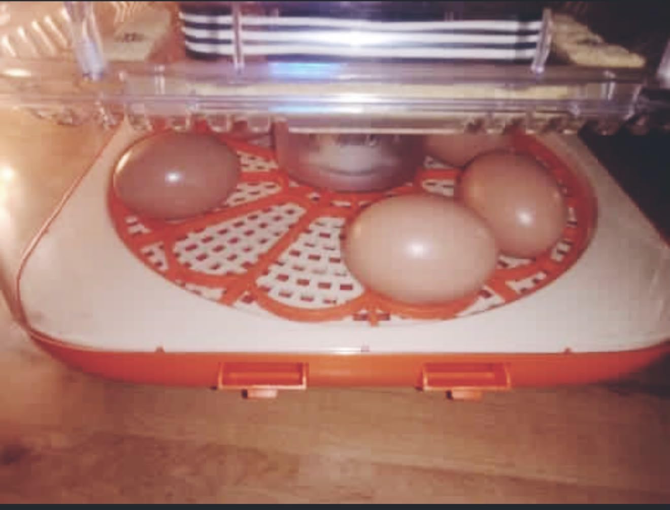 Egg Incubator for Hatching Eggs, 12 Egg Capacity, One-Touch Smart Hatching customer photo 1