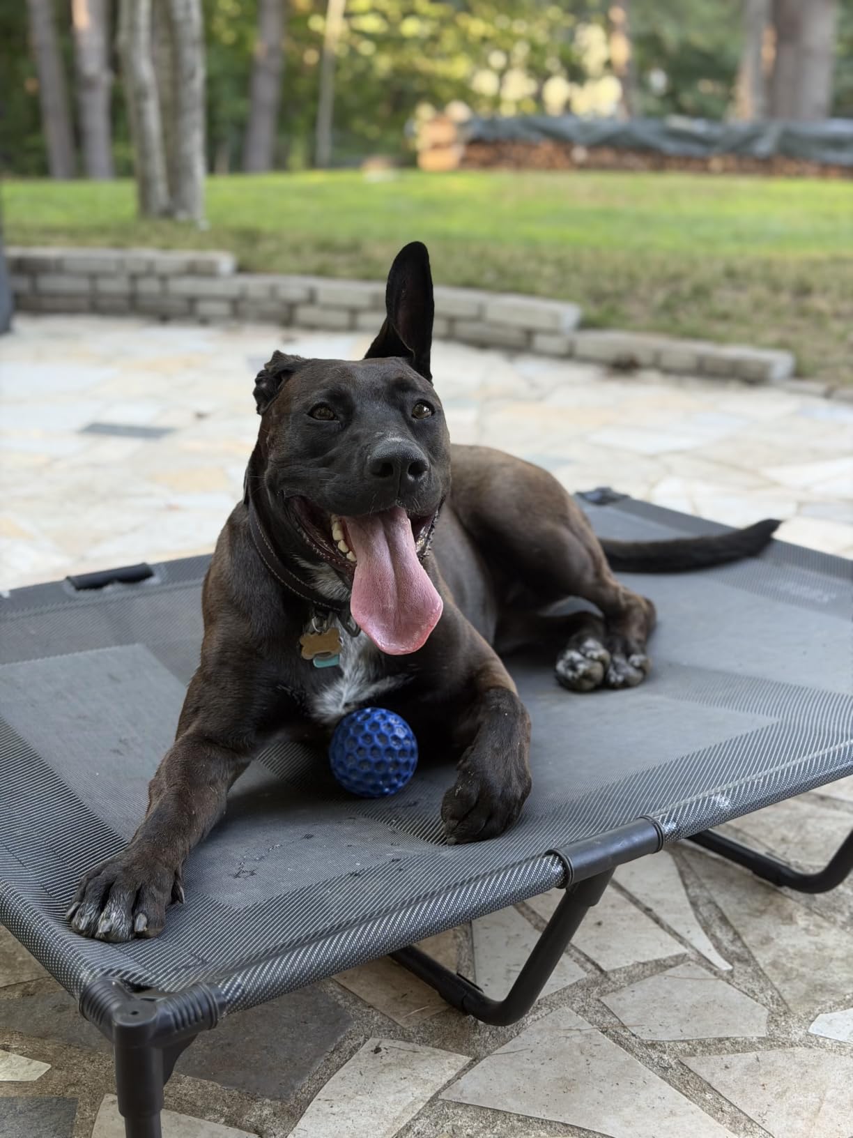 suddus Elevated Dog Bed Waterproof Outdoor, Portable Raised Dog Bed, Dog Bed Off the Floor, Chew-Proof Dog Bed Easy Clean Indoor or Outdoor Use,XX-Large, 56 * 37.5 * 9in, Grey customer photo 2