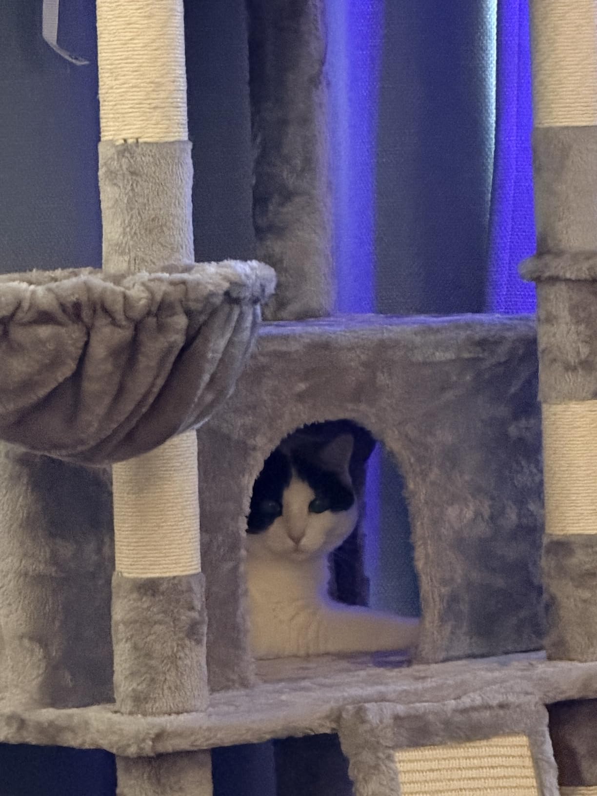 Allewie 82 Inches Large Cat Tree/House/XXL Tall Cat Towers for Big Feline/Scratching Post/Multi-Level Large Kitty Climbing Tree with Condo/Smokey Grey customer photo 1