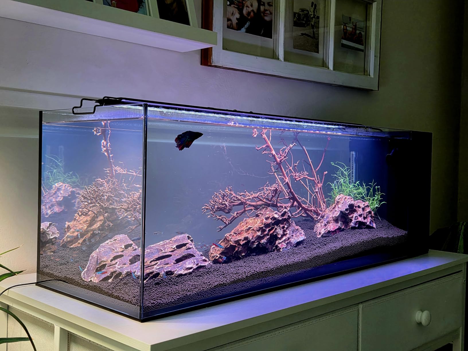 Ultum Nature Systems Dual AIO - Freshwater/Saltwater Compatible, All in One Rimless Tank with Triple Chamber Filtration System, Integrated Filter Aquarium with Leveling Mat - 6 Gallon, 45SA, Black customer photo 1