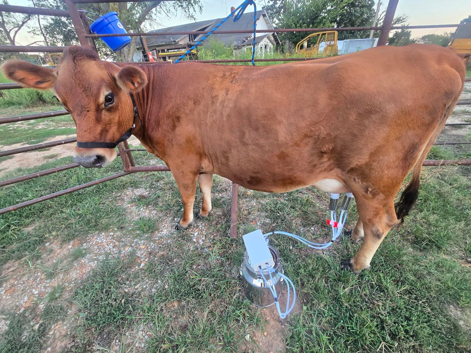 Cow Milking Machine, 14 L Milker Machine, Rechargeable Cow Milker Machine with Portable Vacuum Pump, Check Valve Design with Food-Grade Silicone Hose customer photo 1