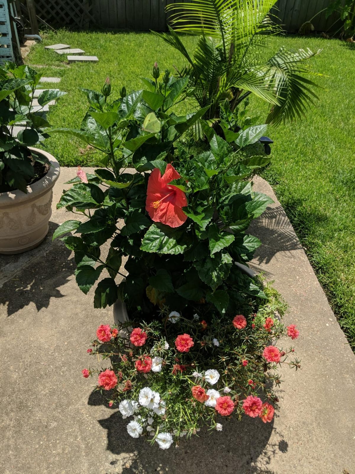 Grow More EZ Wet Soil Penetrant 26% - 1 Quart of Biodegradable Non-Ionic Surfactant - Soil Wetting Agent for Better Drainage & Liquid Aeration for Lawns, Nurseries, & Landscaping customer photo 2