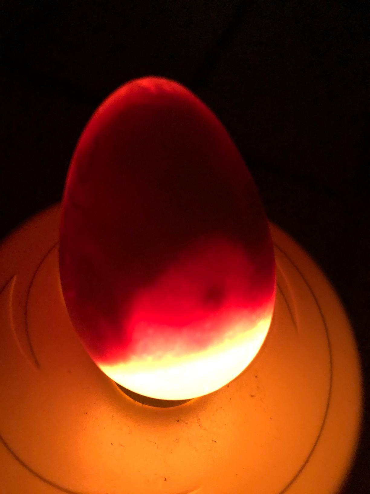 Titan Incubators High Intensity LED Chicken Egg Candler/Tester – Battery Powered customer photo 1
