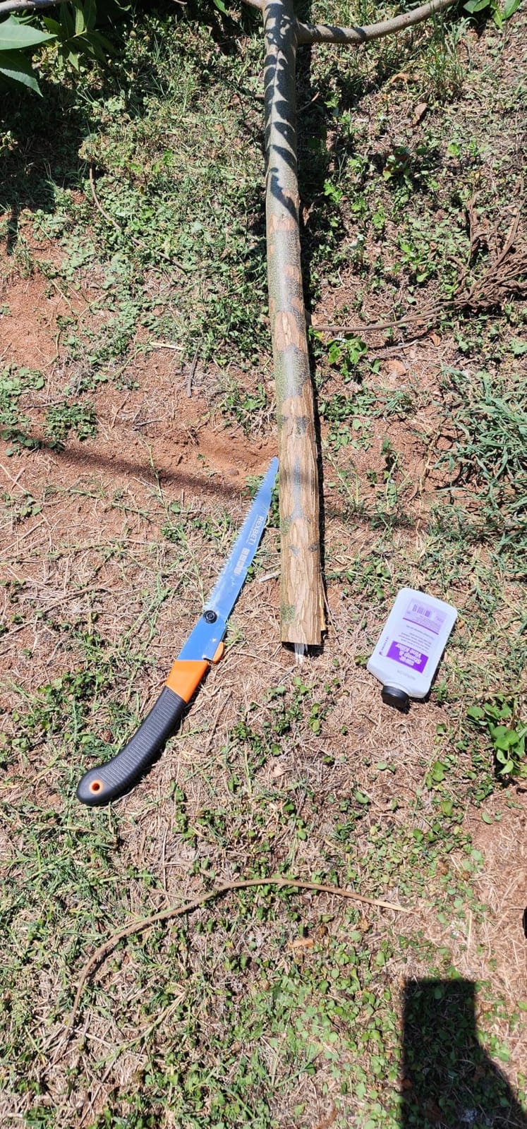 REXBETI 11-Inch Folding Saw, Heavy Duty Hand Saw, Wood & Camping, SK5 Steel customer photo 1