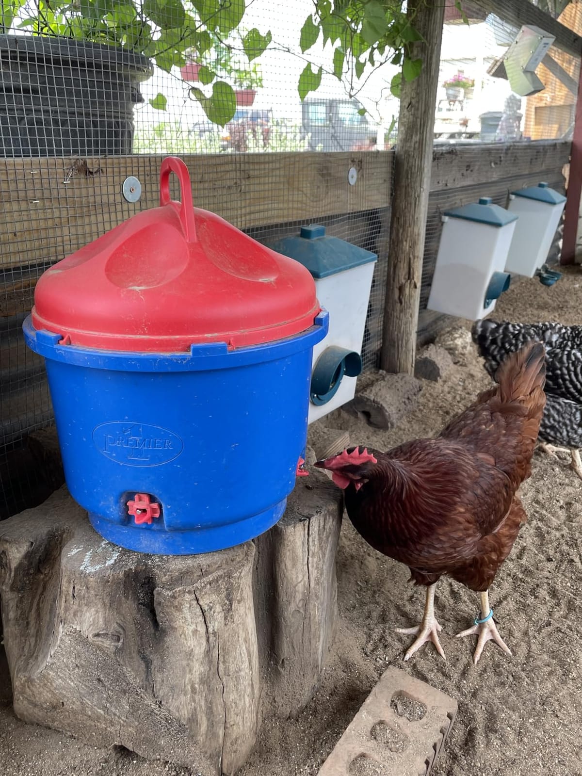Premier 1 All-Season Heated Poultry Waterer for Chickens & Ducks – 3 Gallon customer photo 1