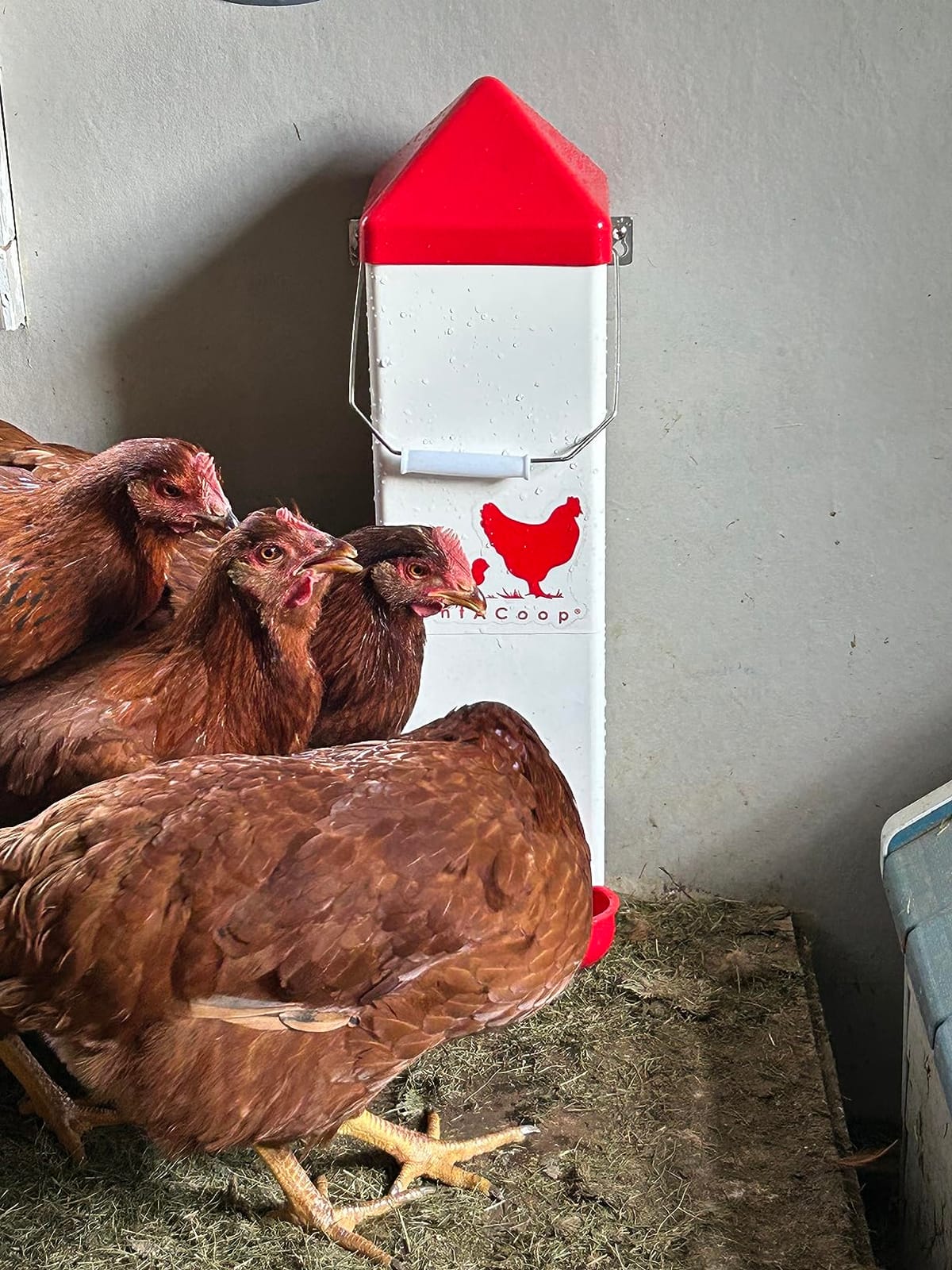 RentACoop 2 Gallon High Rise Chicken Waterer with Cups & Nipples customer photo 1