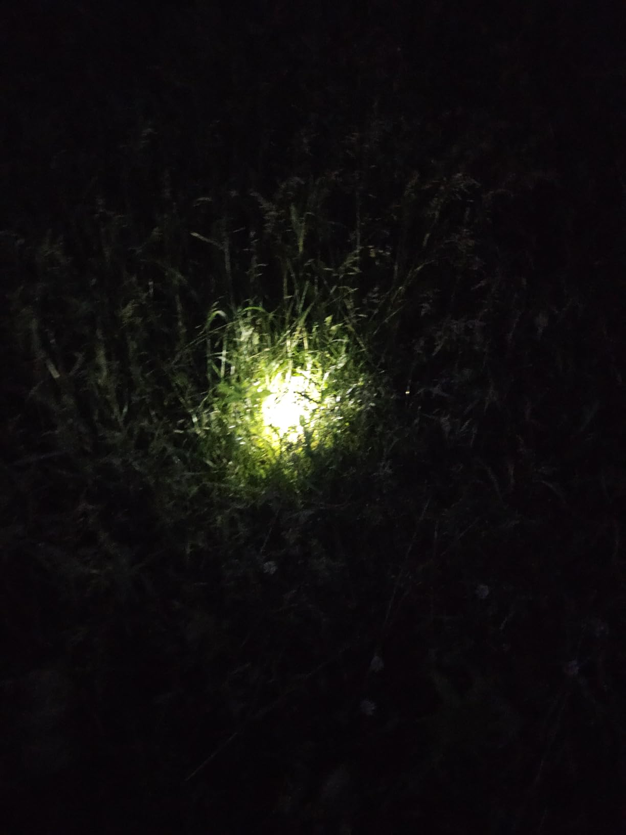 INCX Solar Lights Outdoor Waterproof, Cold White, 12 Pack Ground Lights customer photo 2